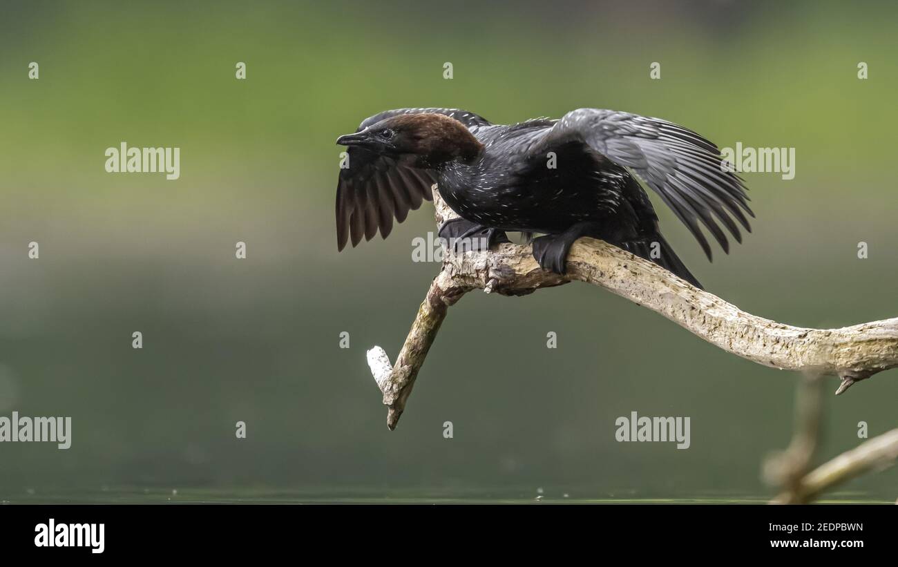 Zwergkormoran (Phalacrocorax pygmeus, Microcarbo pygmaeus), Erwachsener Sommergefieder Zwergkormoran auf einem Zweig über einem Pool, Belgien Stockfoto