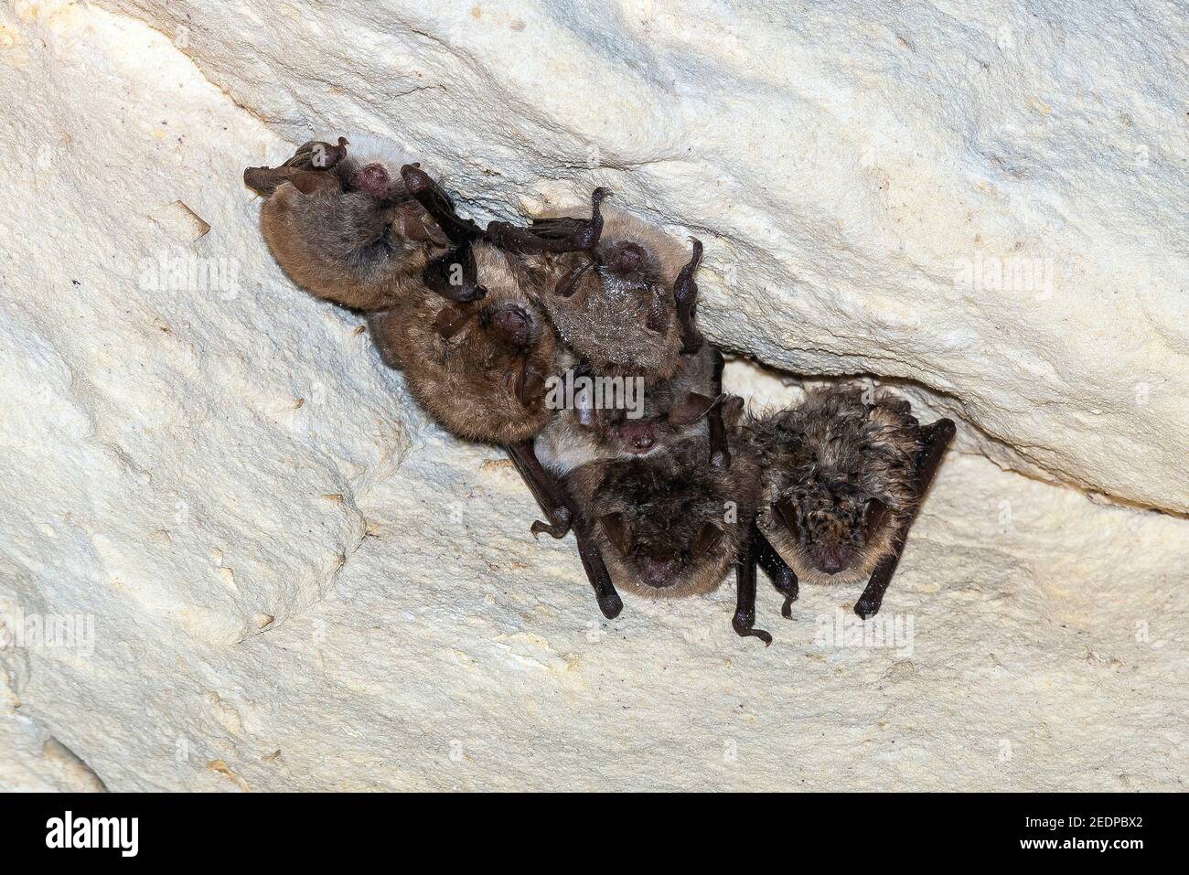 Geoffroys Fledermaus (Myotis emarginata, Myotis emarginatus), 4 Geoffroys Fledermaus und 2 Natterer-Fledermaus (Myotis nattereri) auf einer Höhle, Belgien, Mont Stockfoto
