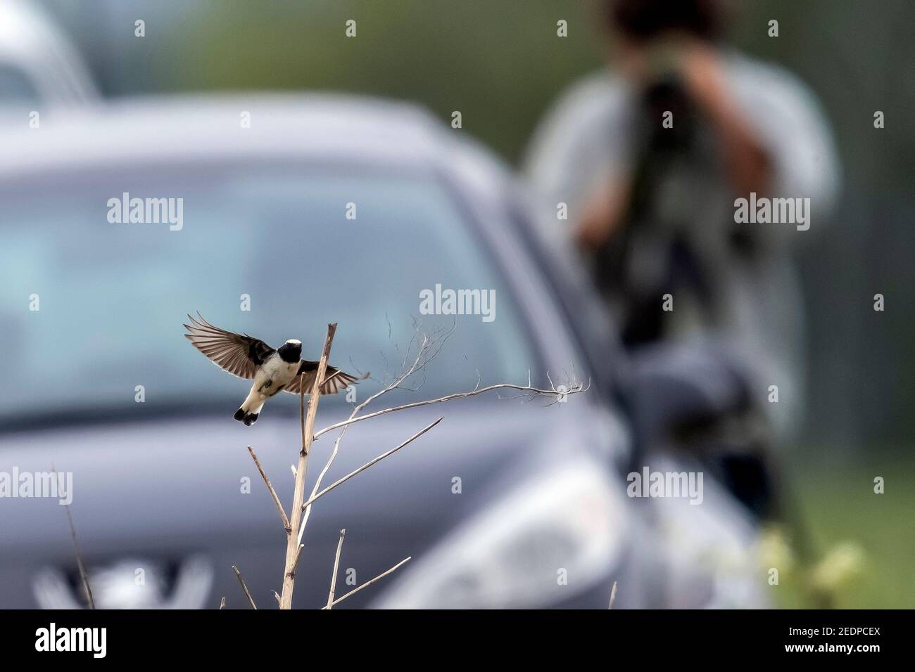 African Wheatear, Seebohm's Wheatear (Oenanthe oenanthe seebohmi, Oenanthe seebohmi), Erstsommer Männchen Landung auf einem kleinen Baum, Fotografen in der Stockfoto