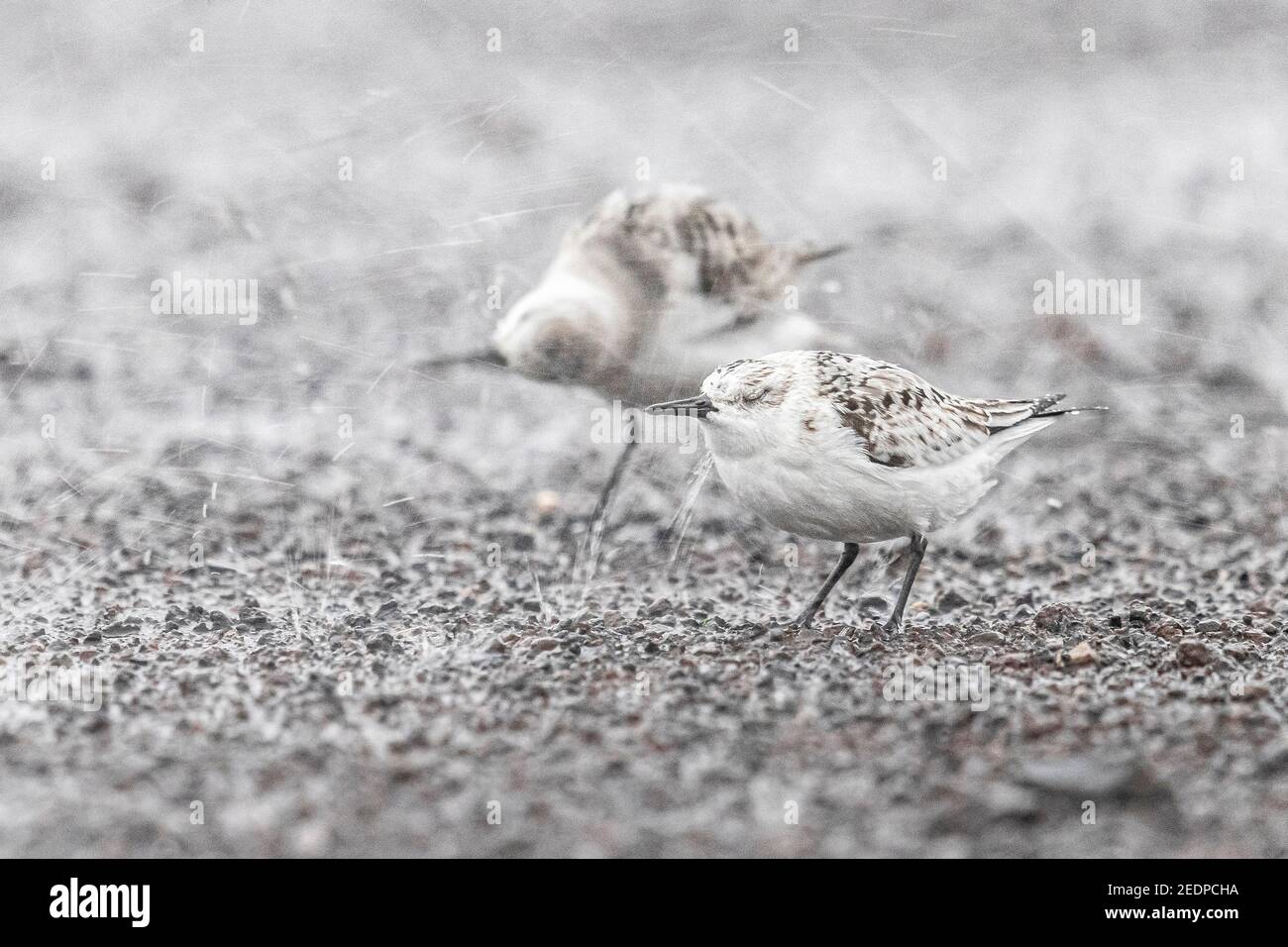 sanderling (Calidris alba), erste Winter versuchen, einen sehr starken windigen regen konfrontiert, Azoren, Ribeira Seca Stockfoto