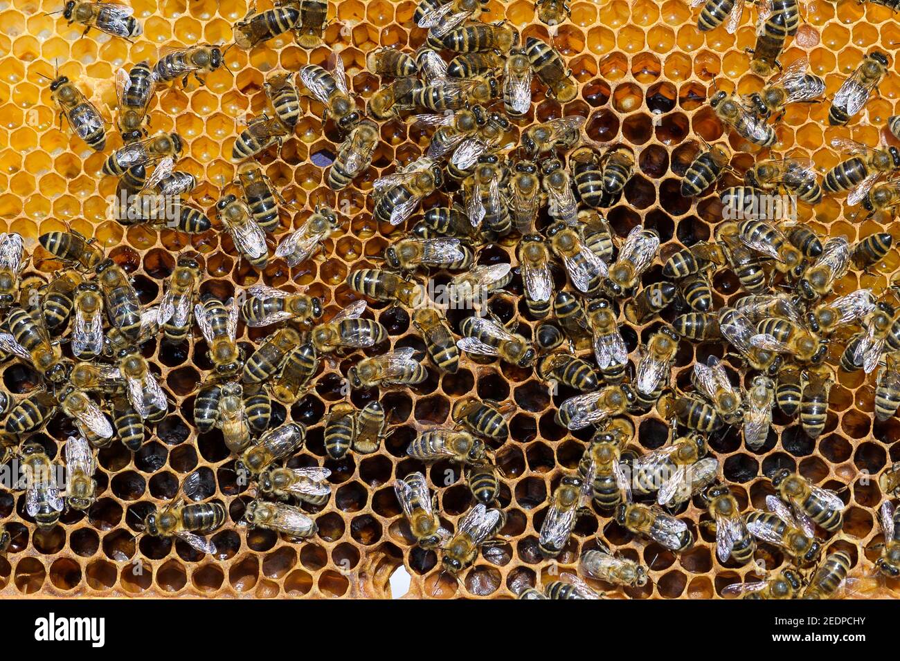 Honigbiene, Bienenvolk (APIs mellifera mellifera), Honigbienen auf einem Honigkamm bei einer Imkerei, Deutschland, Niedersachsen Stockfoto