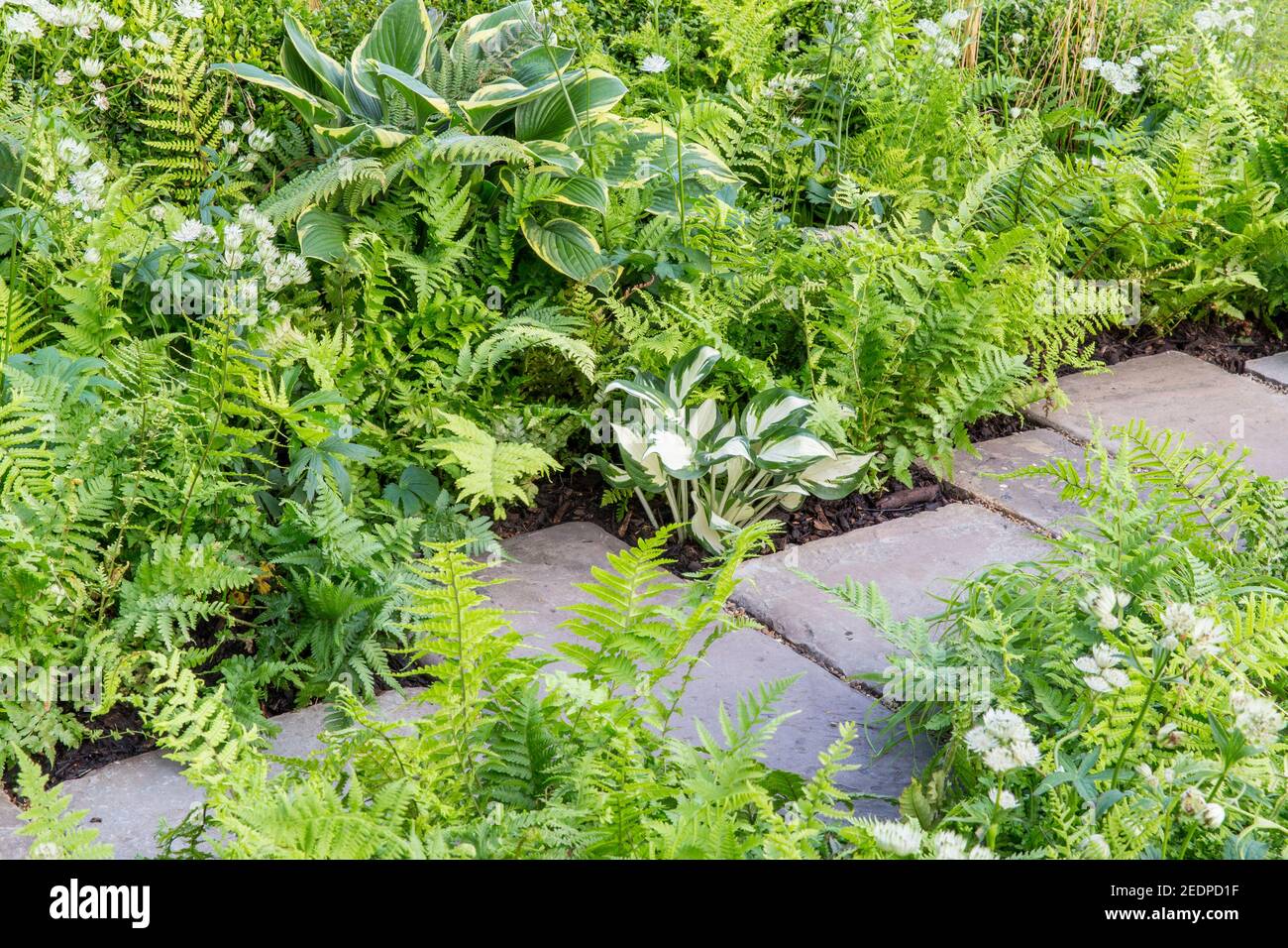 Ein englischer schattiger Vorgarten Steinplatten Pfad mit Pflanzen von Hosta und Farnen in einem grünen Pflanzschema Farben England GB UK Stockfoto