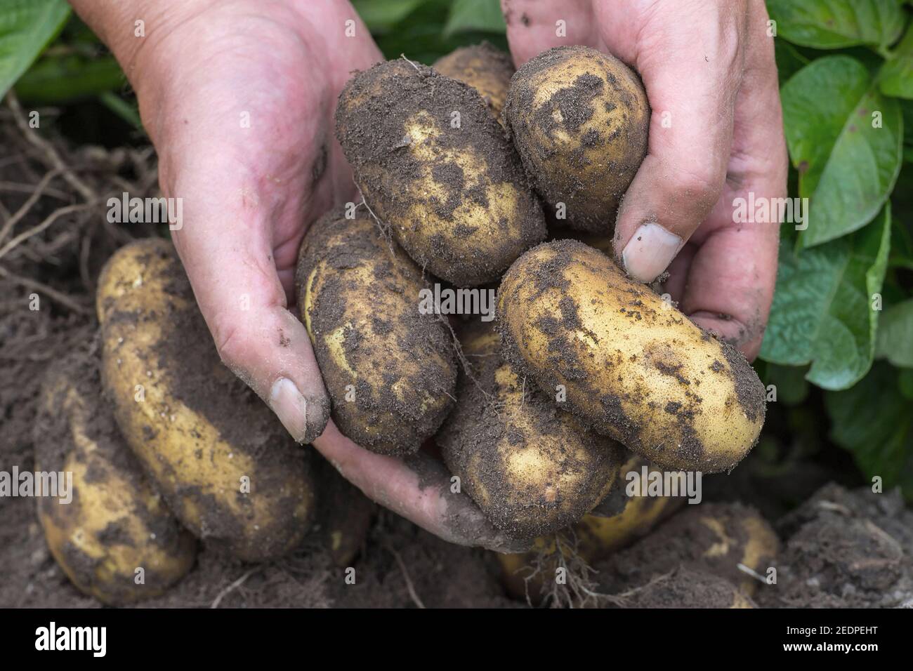 Kartoffelernte, Bio-Kartoffeln, Deutschland, Niedersachsen Stockfoto