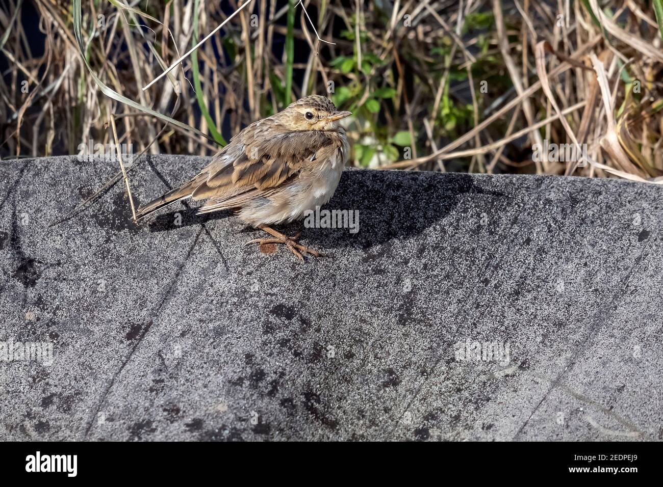 Northwestern Paddyfield Pipit, Northwestern Oriental Pipit (Anthus rufulus waitei, Anthus waitei), zweiter Paddyfield-Pipit im Winter, der sich darin befindet Stockfoto