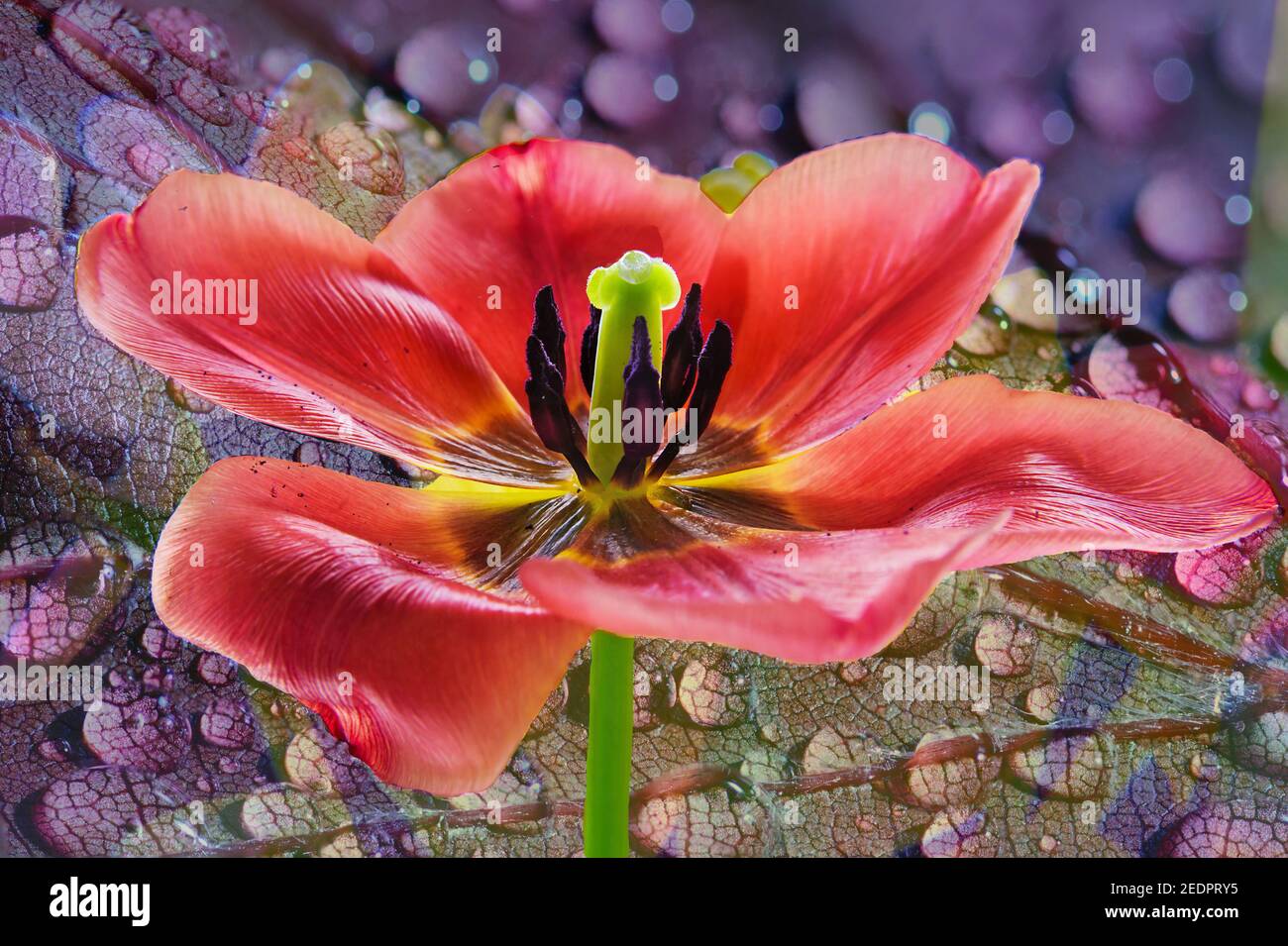 Ein zusammengesetztes Bild einer einzelnen hellen roten Tulpe schließen Oben auf einem lila verregneten Blatt Hintergrund Stockfoto