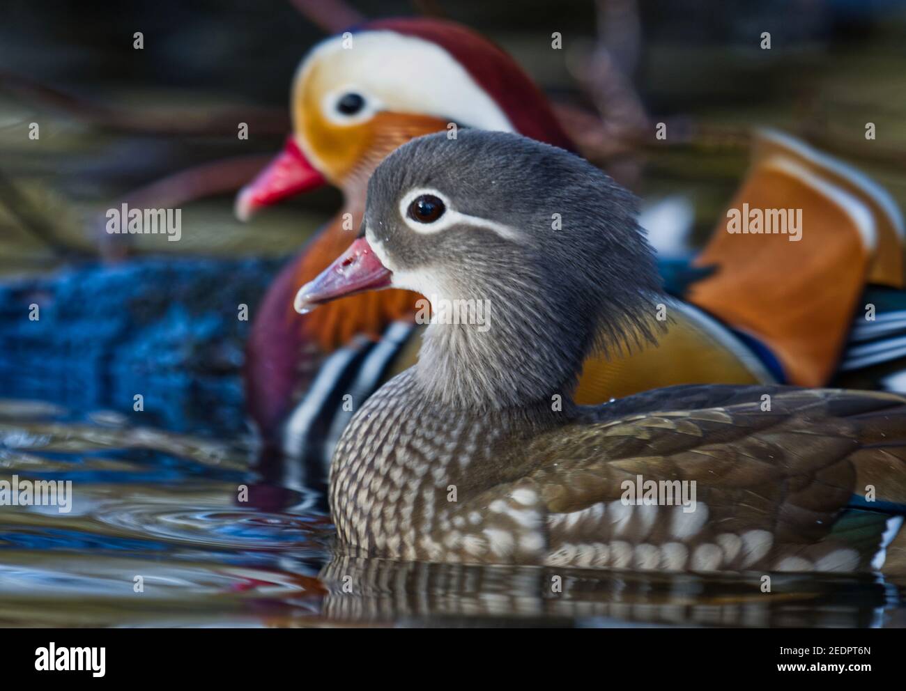 Mandarin-Enten Stockfoto