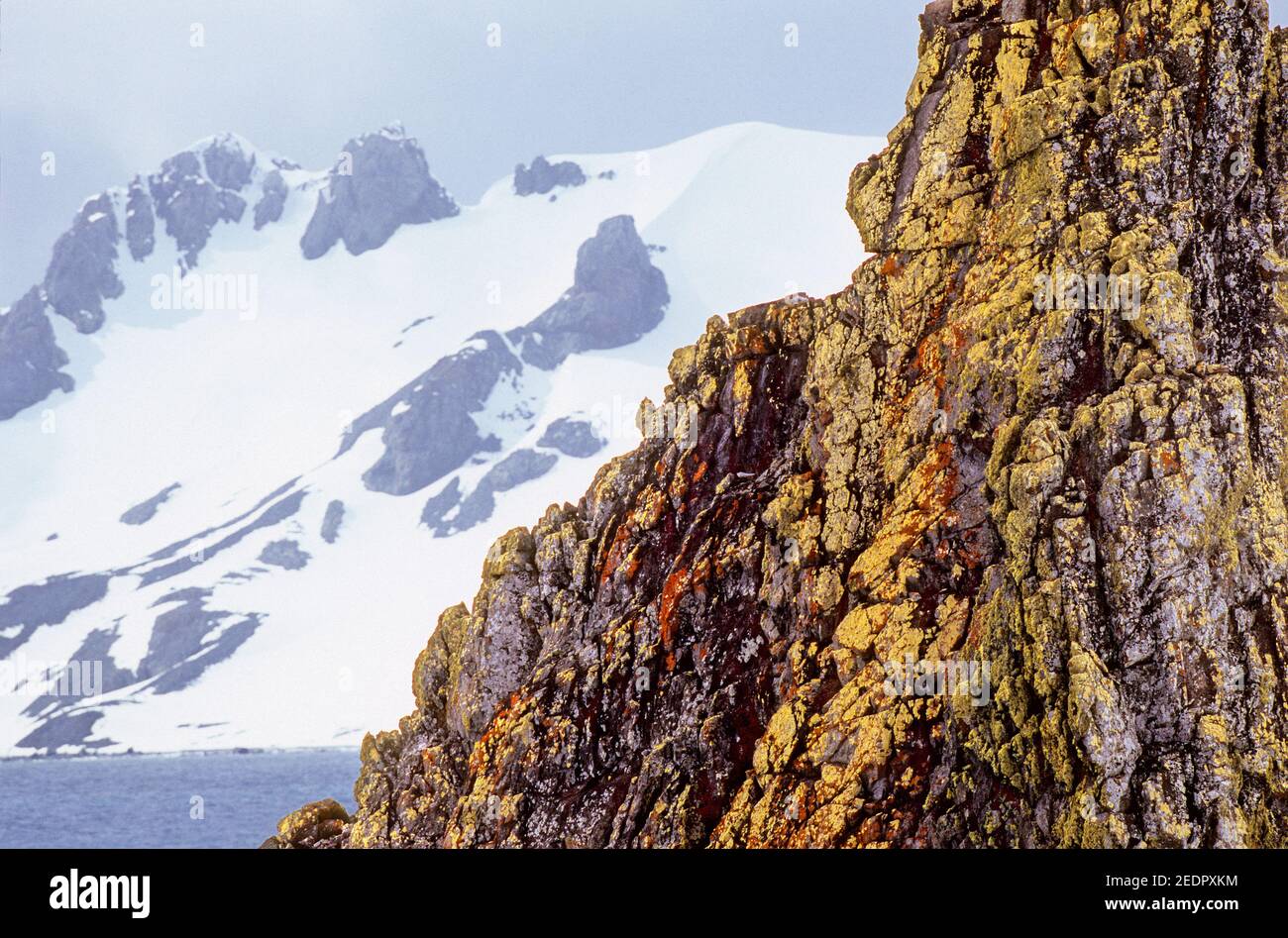 Mehrfarbiger Felsen mit Moos darauf und verschneiten Bergen Im Hintergrund auf Half Moon Island in der Antarktis Stockfoto