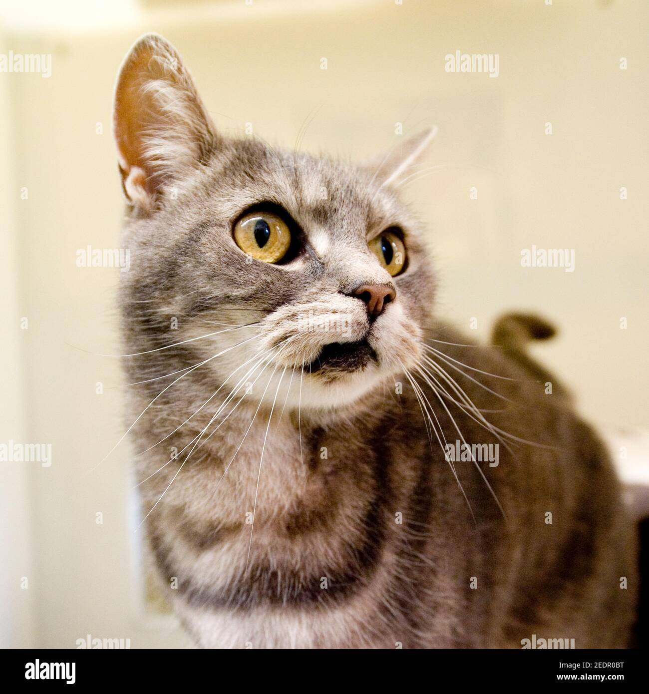 Silber Tabby Katze Stockfoto