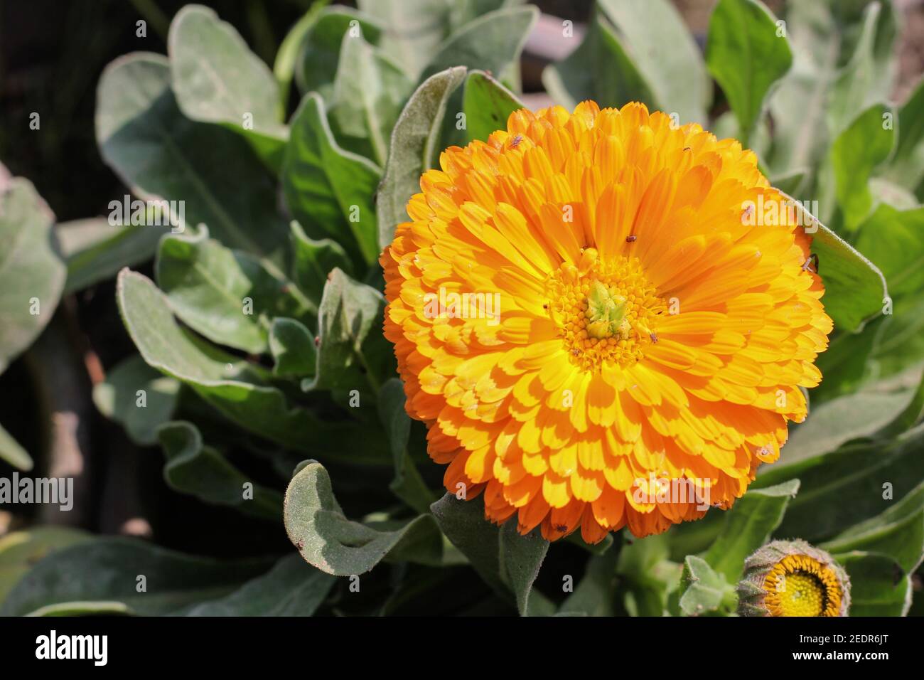 Pot Ringelblume eine Art von Gänseblümchen, auch bekannt als Gemeine Ringelblume Stockfoto