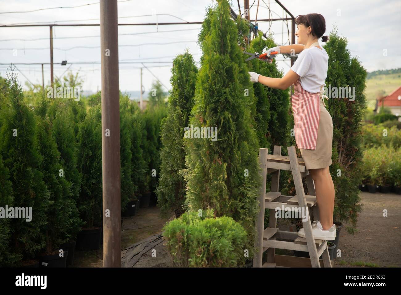 Fotoarbeiter Frau Gärtner trimmen Schnitte thuja Büsche Hecke mit