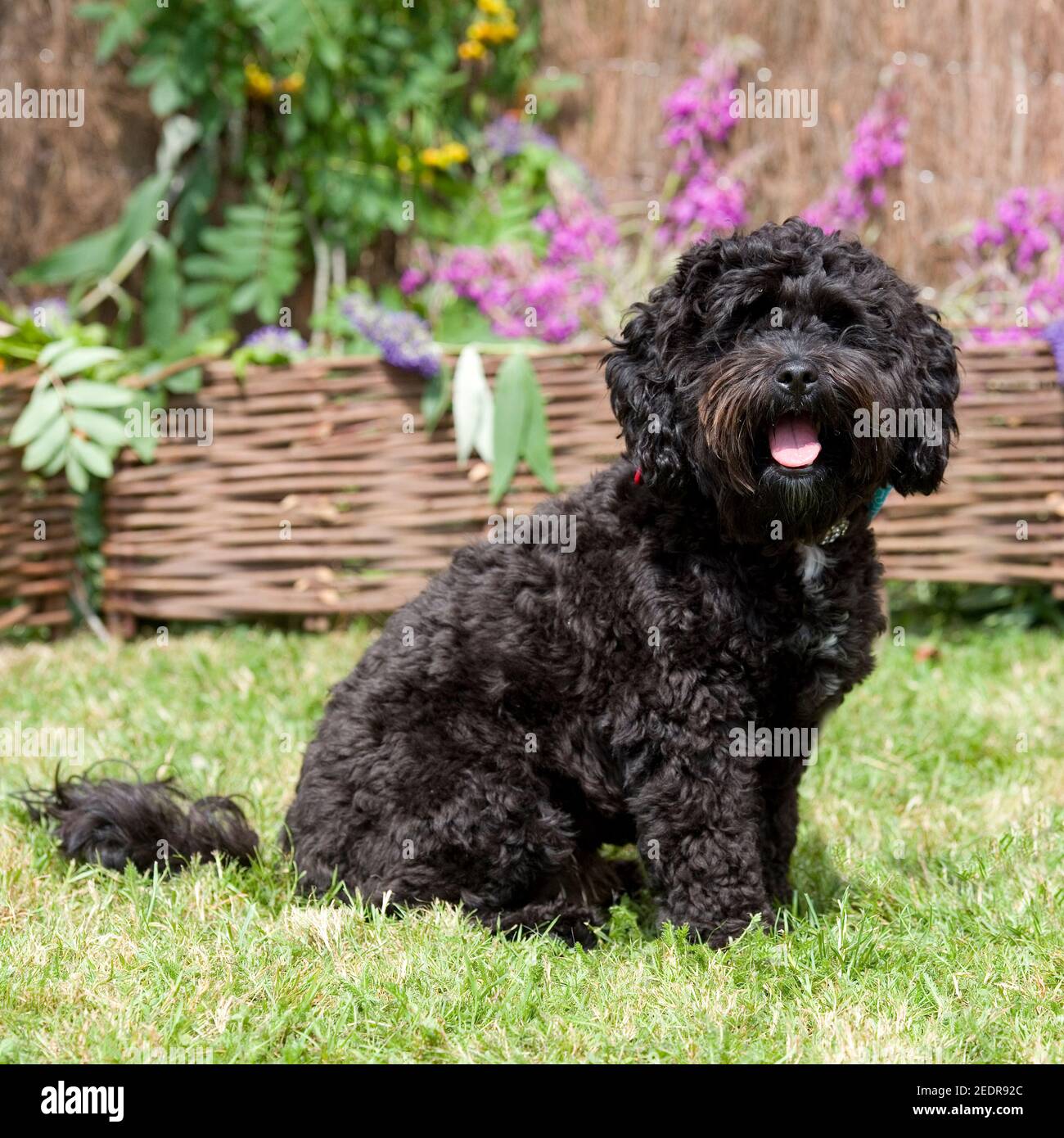 Cockapoo Stockfoto