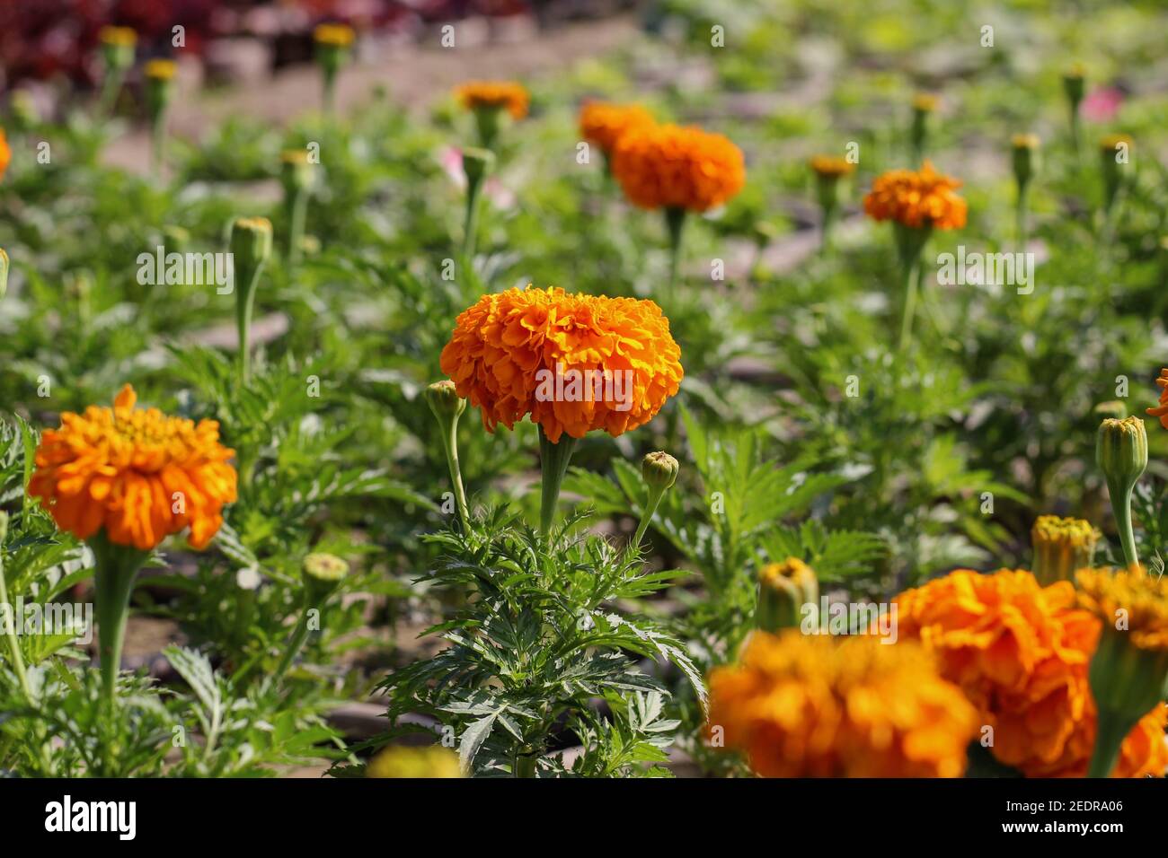 Afrikanische Ringelblume, Azteken Ringelblume, große Ringelblume, gelbe Blume Stockfoto