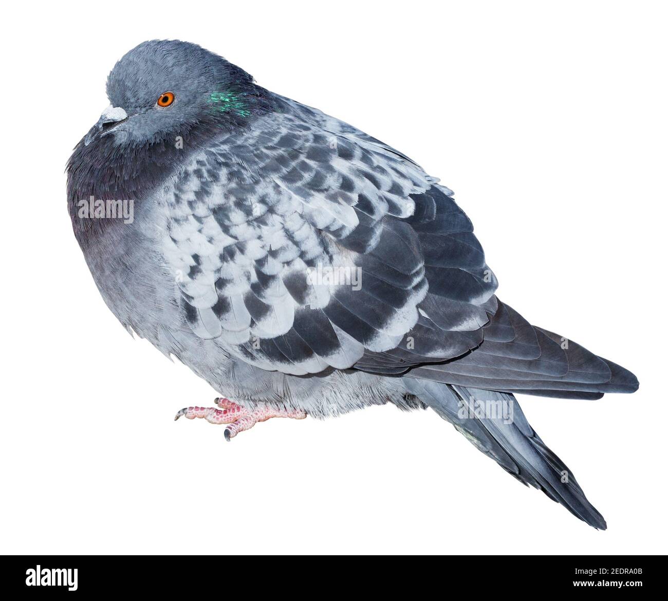 Feral graue Taube isoliert auf weißem Hintergrund Stockfoto