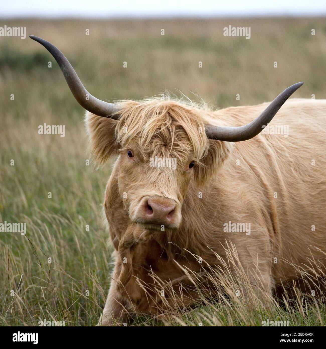 Highland-Kuh Stockfoto