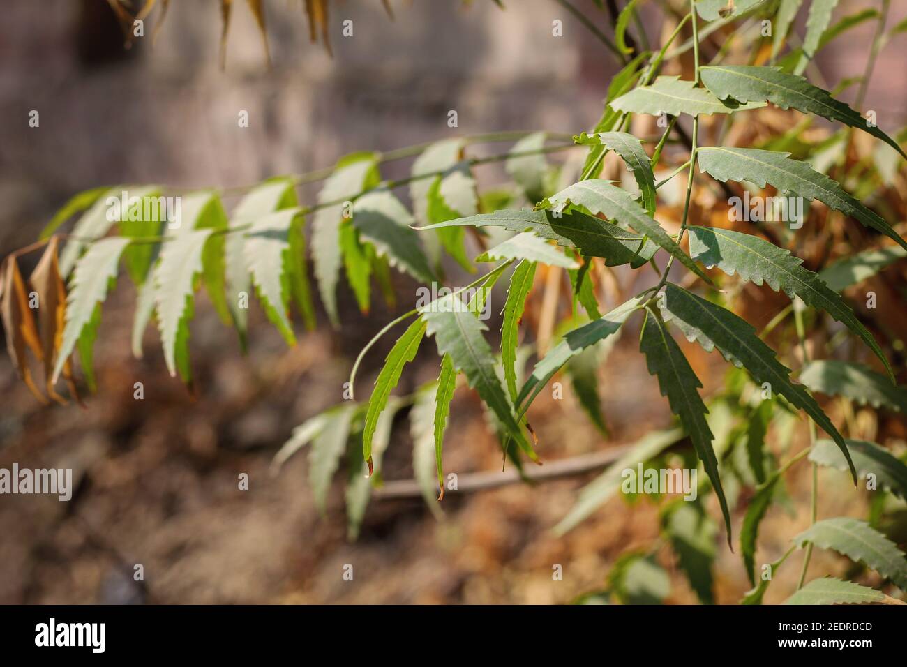 Grüne Blätter des Neem-Baumes. Bild ist selektiver Fokus Stockfoto