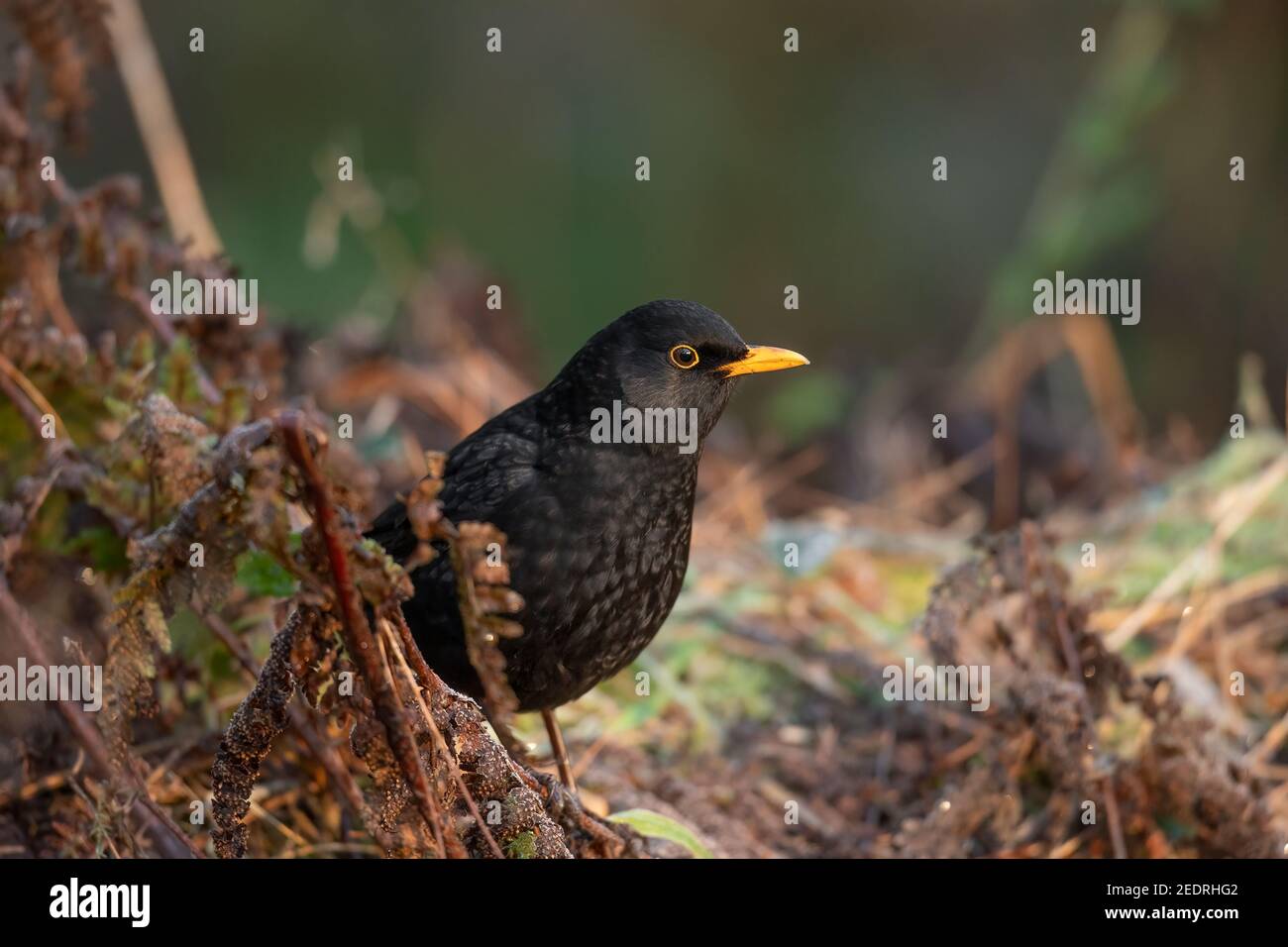 Schwarzvogel Männchen im trockenen Gras, Nahaufnahme in Schottland im Frühling Stockfoto
