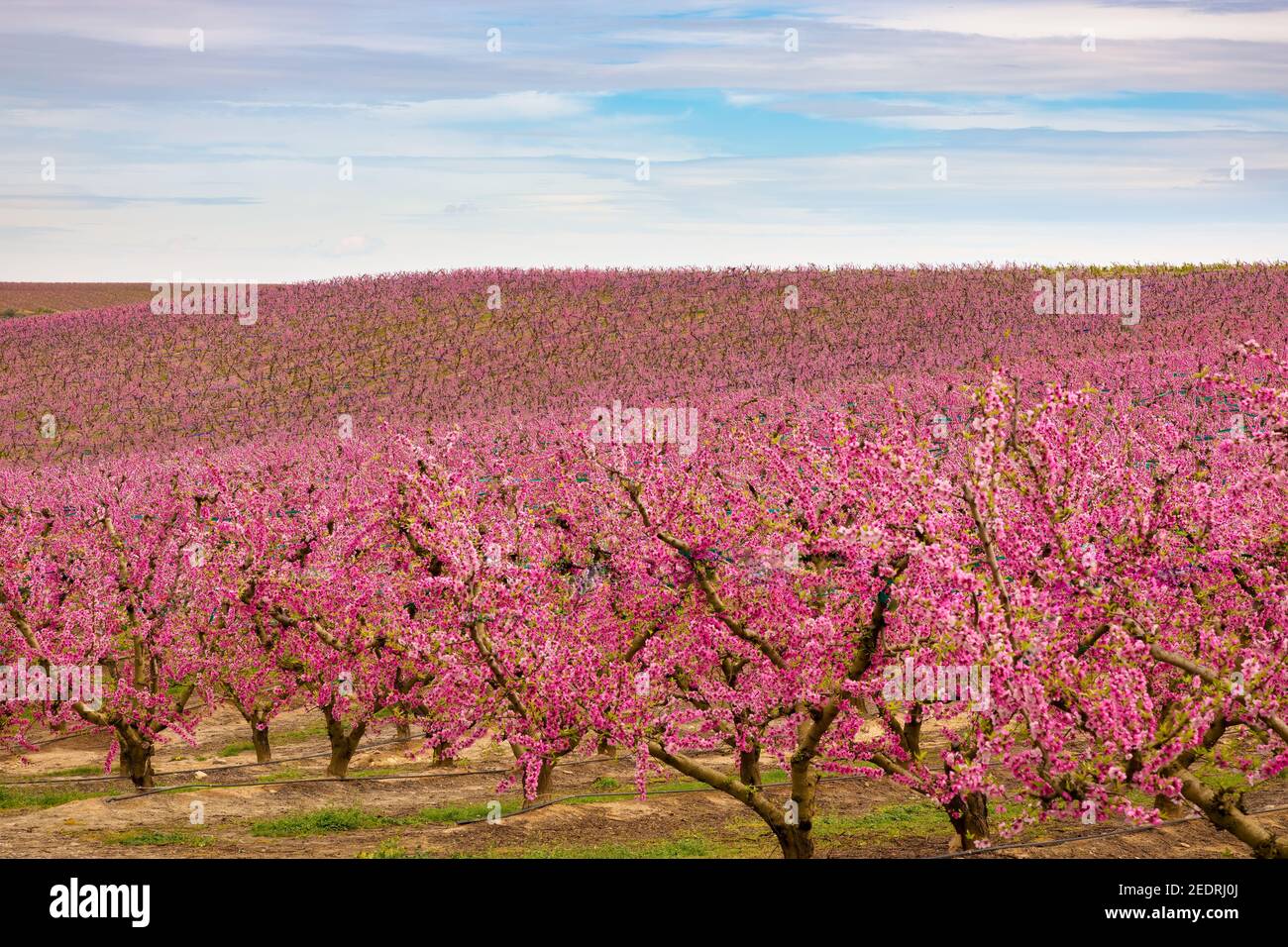 Blick auf rosa Meere, die im Frühling blühende Pfirsichbäume in Aitona, Katalonien, Spanien produzieren Stockfoto
