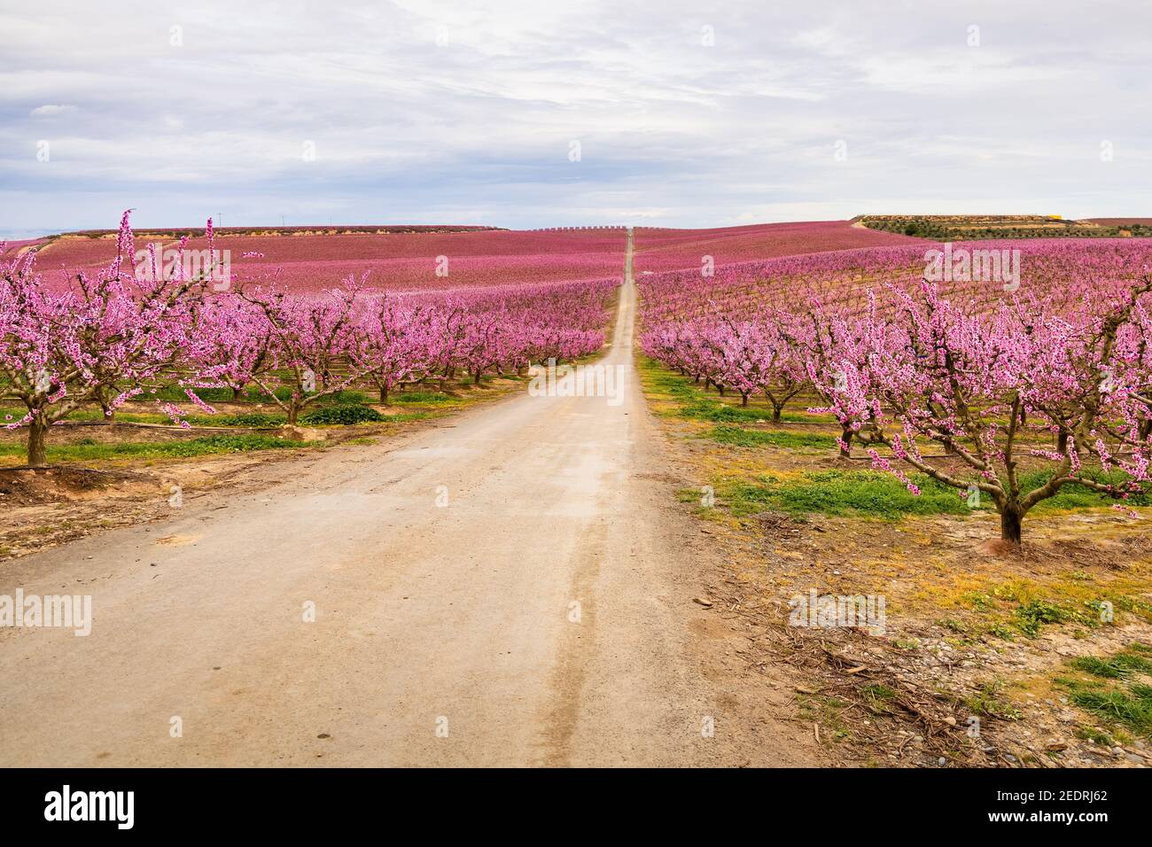 Blick auf rosa Meere, die im Frühling blühende Pfirsichbäume in Aitona, Katalonien, Spanien produzieren Stockfoto