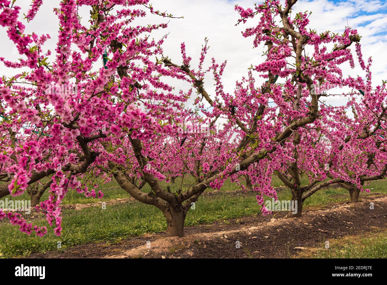 Blick auf einen blühenden Pfirsichbaum im Frühling mit rosa Blüten.Aitona, Katalonien, Spanien Stockfoto