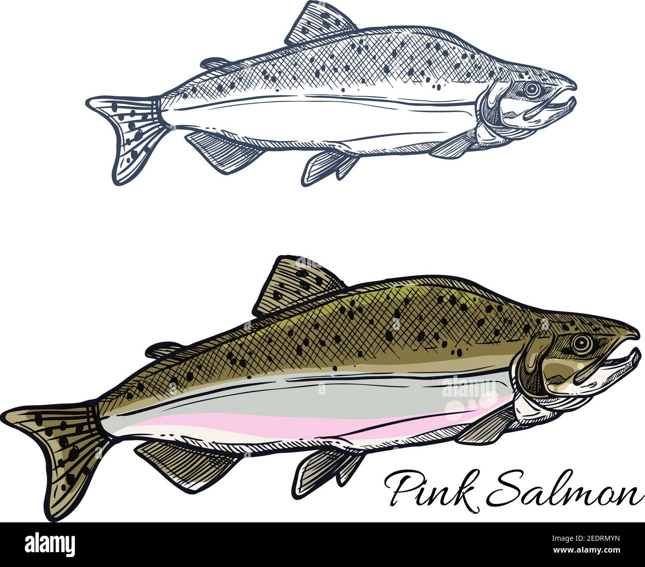 lachs bauch stockfotos und bilder kaufen alamy