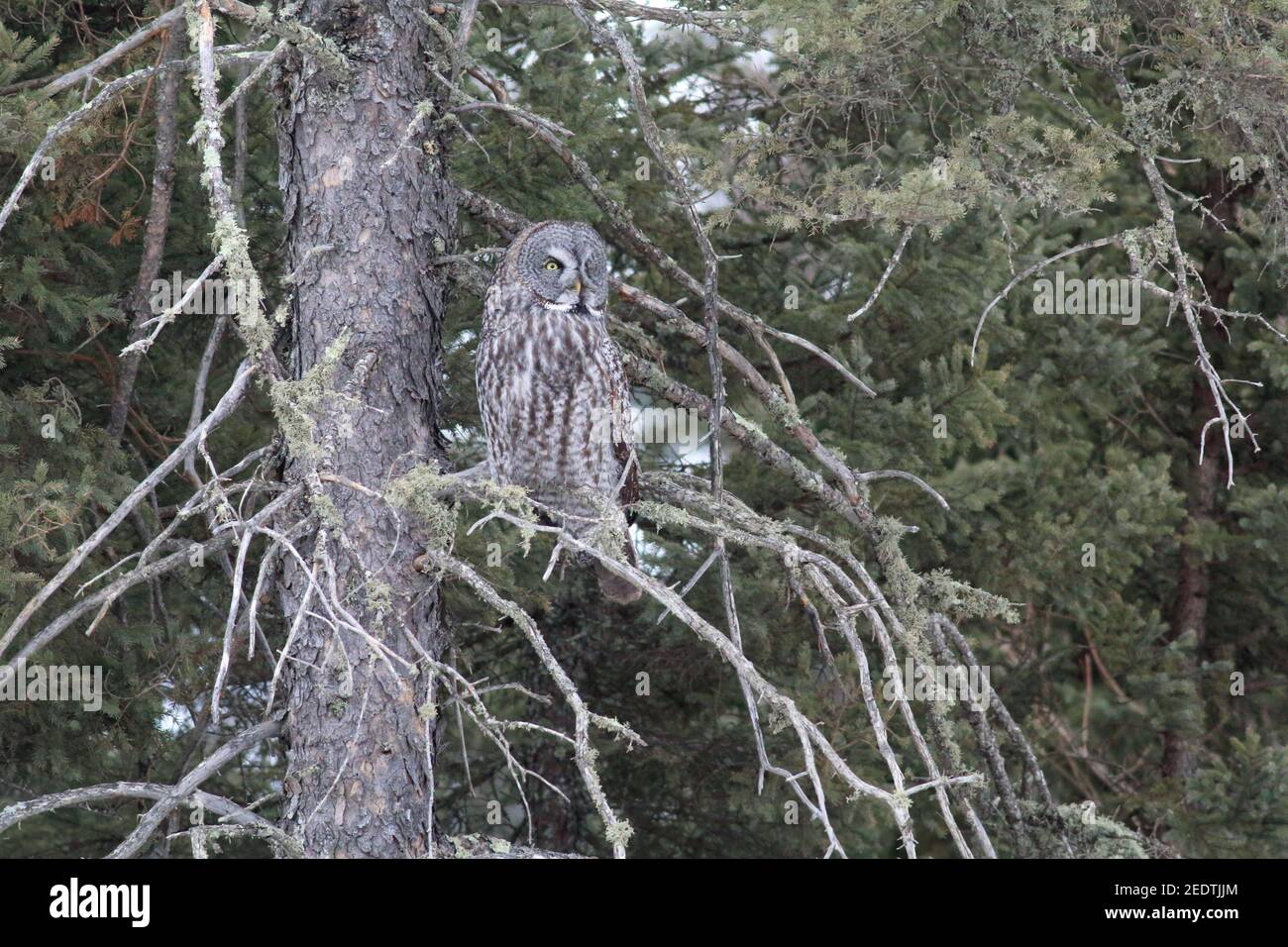 Great Grey Owl 4th. März 2018 Sax-Zim Bog, Minnesota Stockfoto