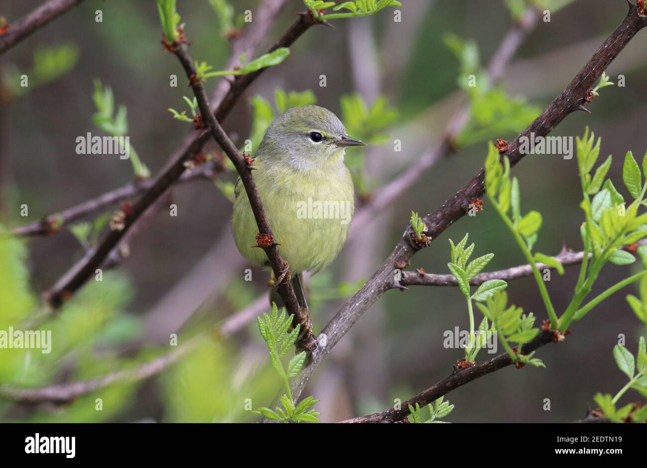 Orange-Crowned Warbler 8th. Mai 2015 Newton Hills State Park, SD Canon 70D, 400 5,6L Stockfoto