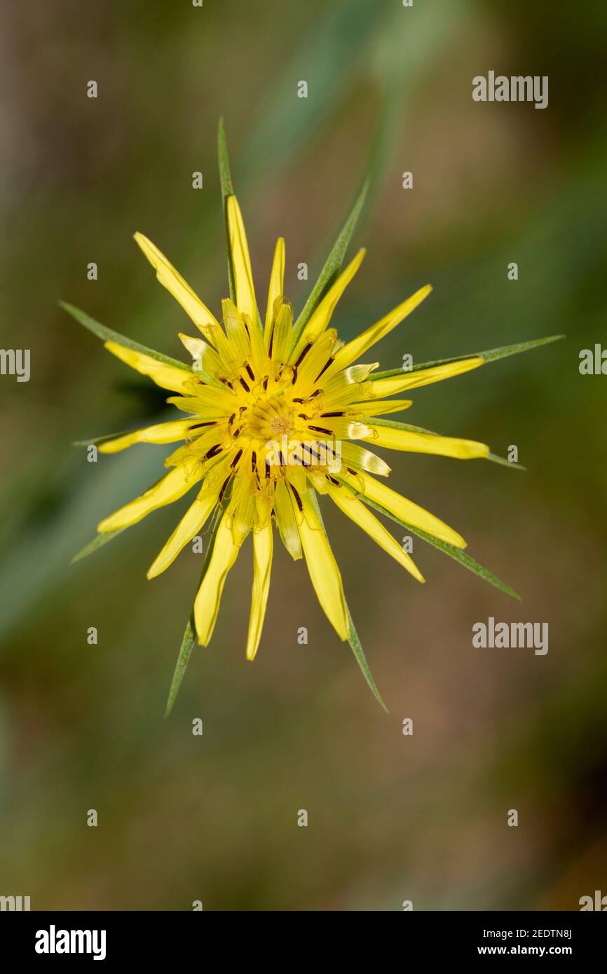 Gelbe Salsifly - Tragopogon dubius 12th. Juli 2019 Hell Canyon, South Dakota Stockfoto