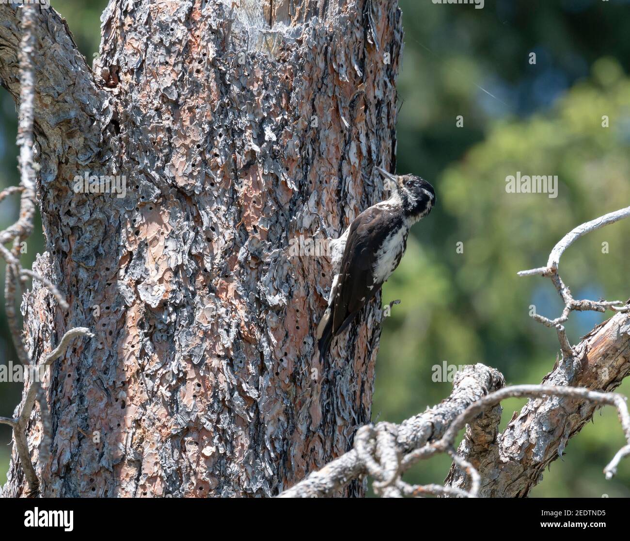 American Three-Toed Woodpecker Northeast of Hill City South Dakota 13th. Juli 2019 Stockfoto