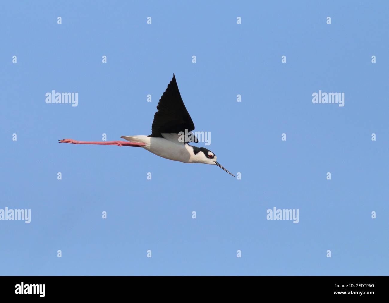 Black-necked Slit 23rd. April 2015 Lake County, SD Canon 70D, 400 5,6L Stockfoto