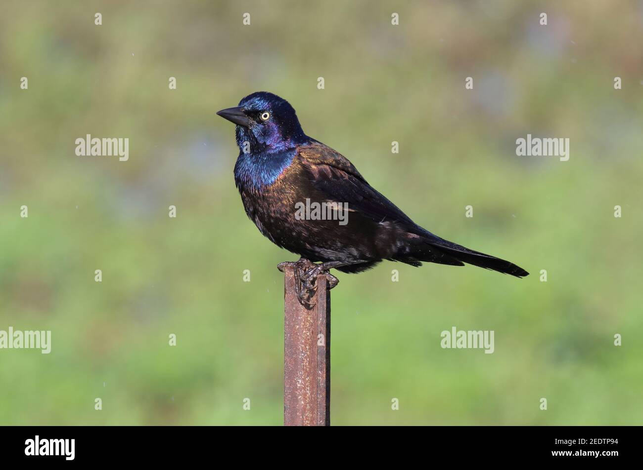 Common Grackle 23rd. September 2018 Lincoln County, South Dakota Stockfoto