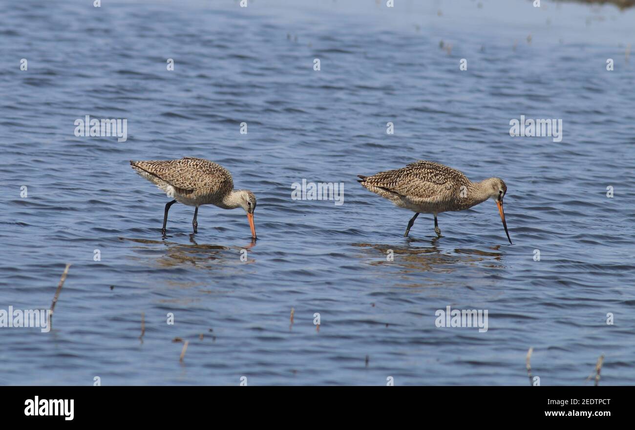 Marbled Godwit 23rd. April 2015 Minnehaha County, SD Stockfoto