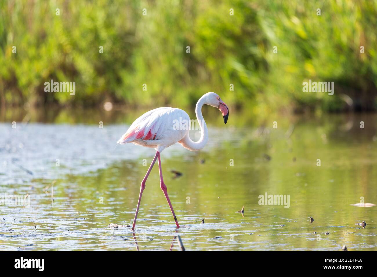 Die rosa Flamingo in einem Profil im Wasser, Frankreich, Camargue Stockfoto