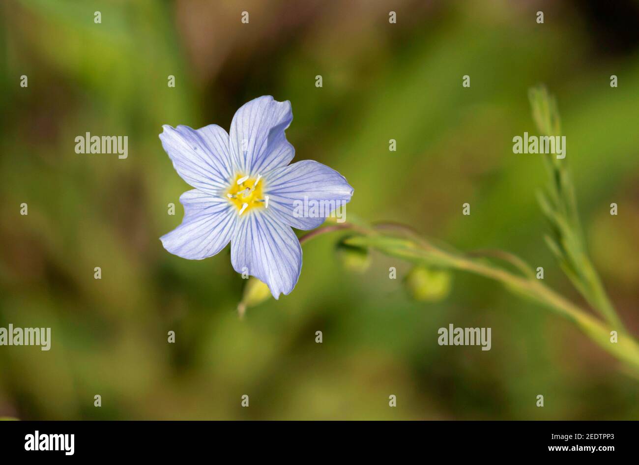 Wild Blue Flax (Linum lewisii) 12th. Juli 2019 Hell Canyon, Black Hills, South Dakota Stockfoto