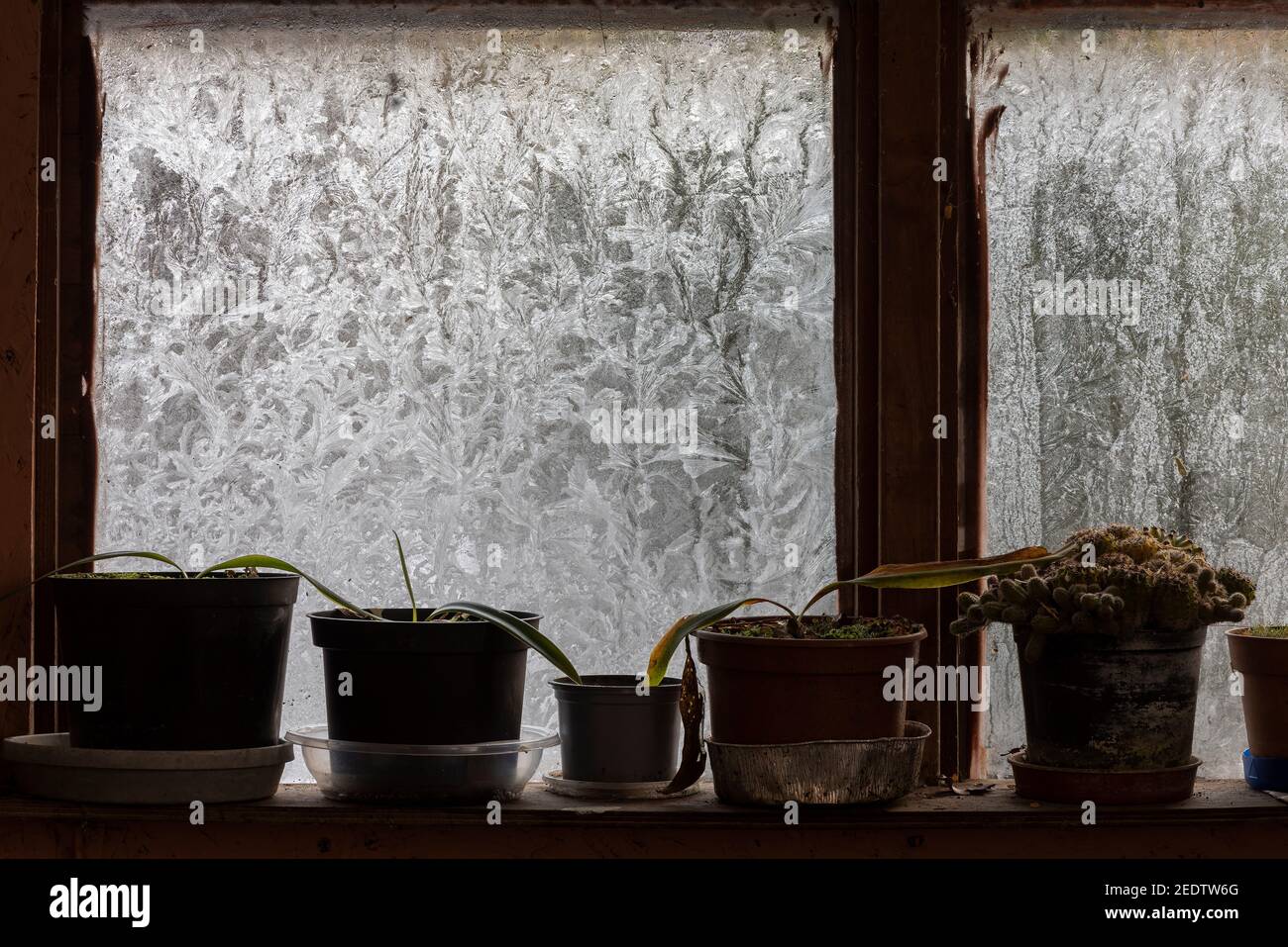 Linie von Topfpflanzen auf Fensterregal im Topfschuppen Mit gefrorenen, eisbeschichteten Fenstern aufgrund von Frosten unter Null Bedingungen im Freien Stockfoto