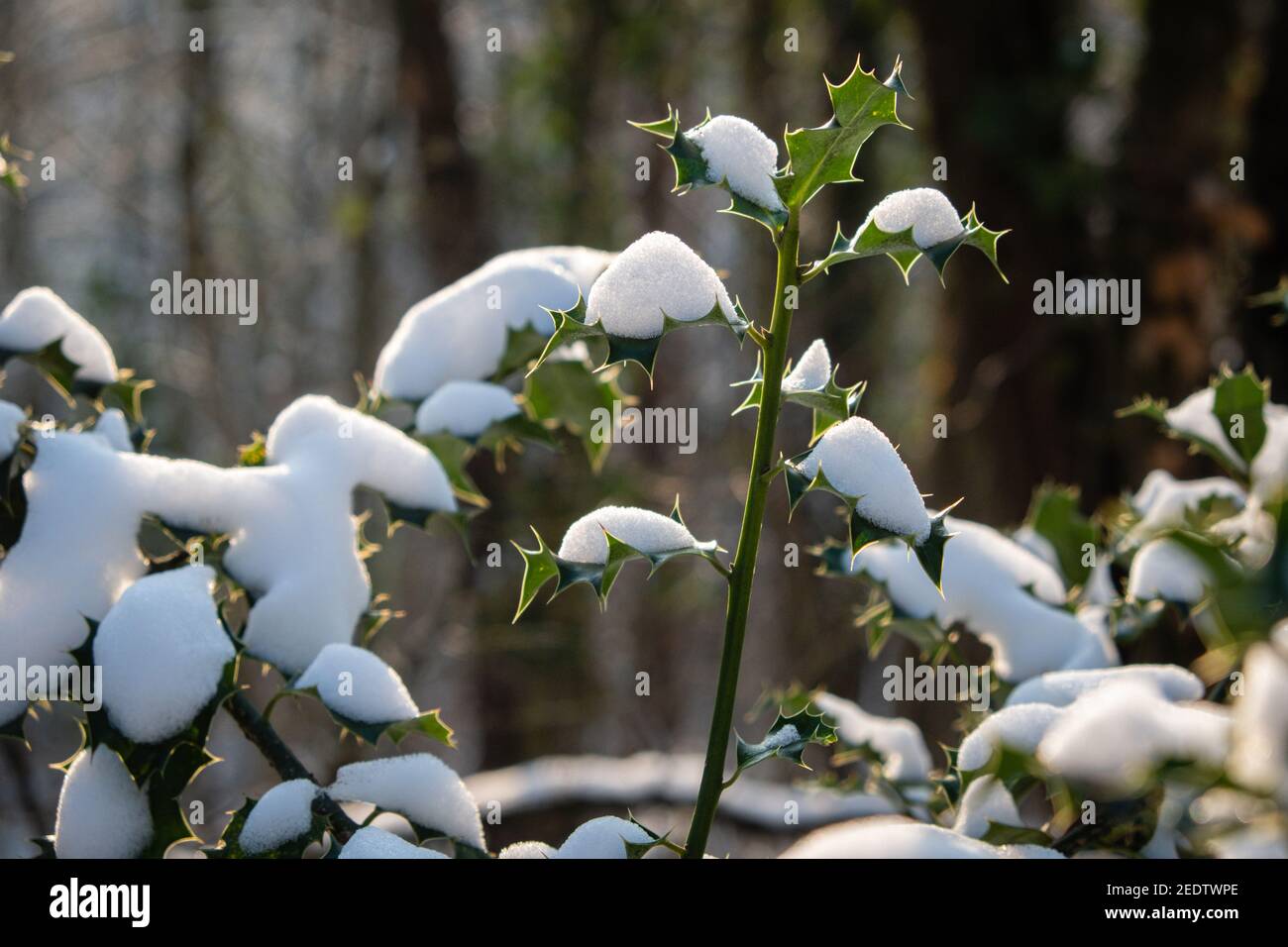 Frankreich, Februar 14 2021. Holly Blätter bedeckt mit Schnee in einem Wald. Stockfoto