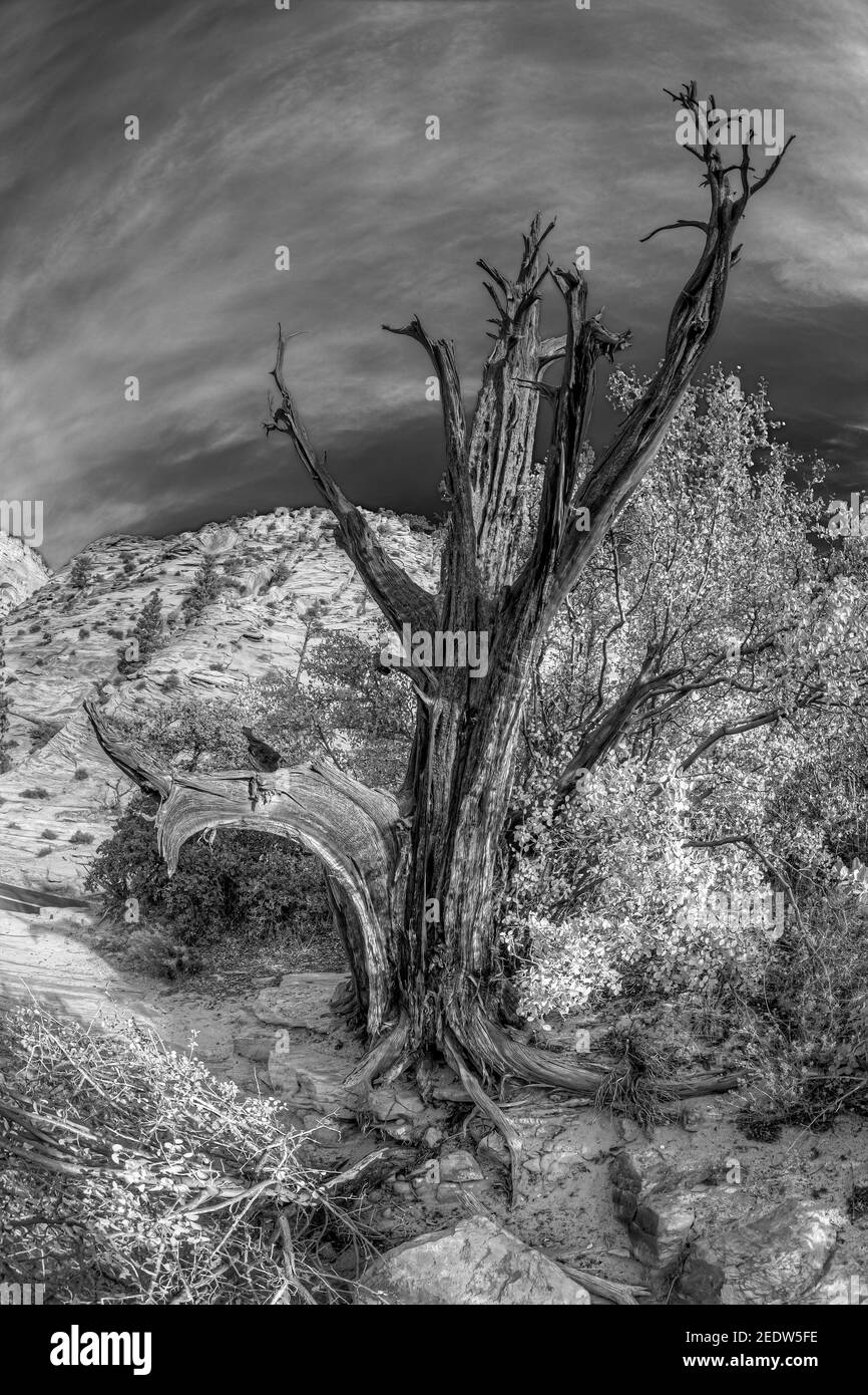 Der Zion Nationalpark ist ein US-amerikanischer Nationalpark im Südwesten Utah in der Nähe der Stadt von Springdale entfernt Stockfoto