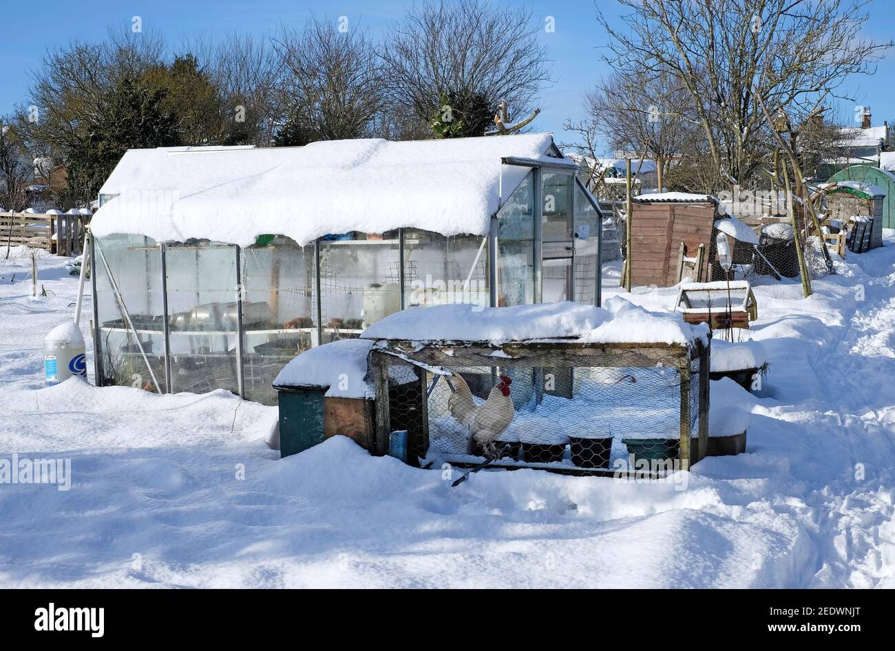 Zuteilung Gewächshaus im Winter Schnee bedeckt, melton constable, Nord norfolk, england Stockfoto