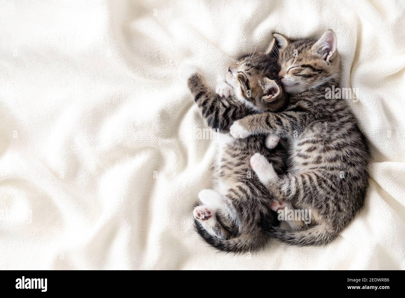 Zwei kleine gestreifte inländische Kätzchen schlafen umarmt einander zu Hause liegen auf Bett weiße Decke lustige Pose. Niedlich liebenswert Haustiere Katzen. Copyspace Stockfoto