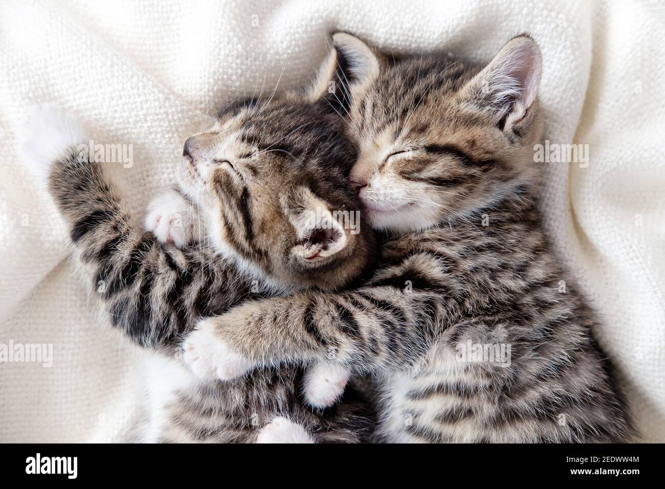Zwei kleine gestreifte inländische Kätzchen schlafen umarmt einander zu Hause liegen auf Bett weiße Decke lustige Pose. Niedlich liebenswert Haustiere Katzen. Stockfoto