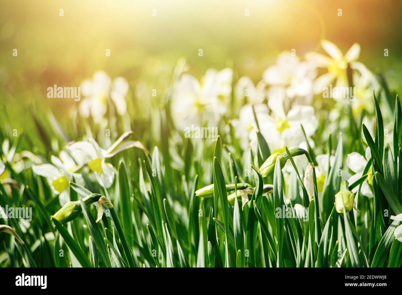 Junge weiße Narzissen im Garten. Frühling blüht in der Sonne. Abstrakter natürlicher Hintergrund. Frohe Ostern. Stockfoto