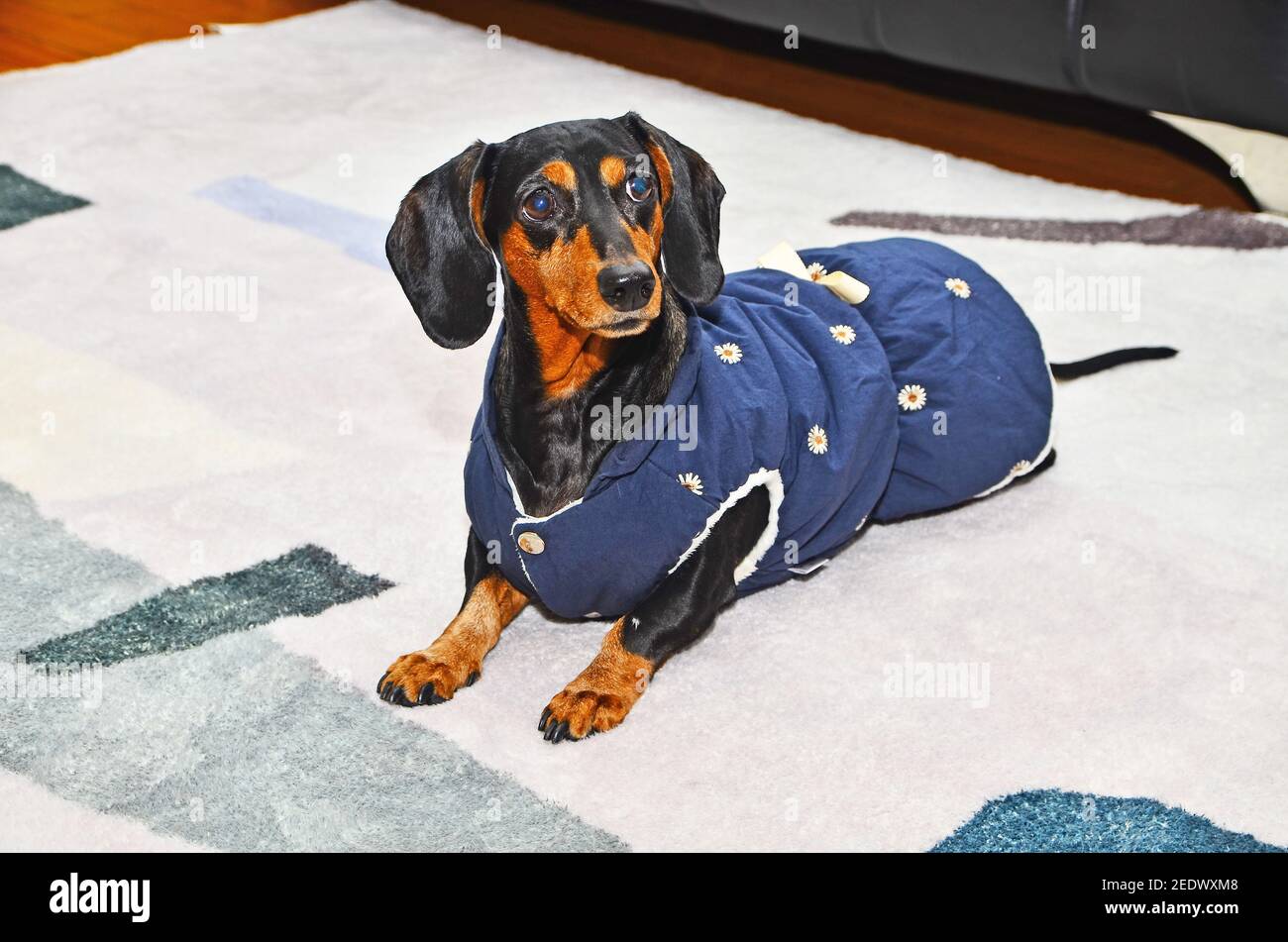 Niedlicher Welpe, Dachshund in blauer Kleidung sitzt auf einem Teppich Stockfoto