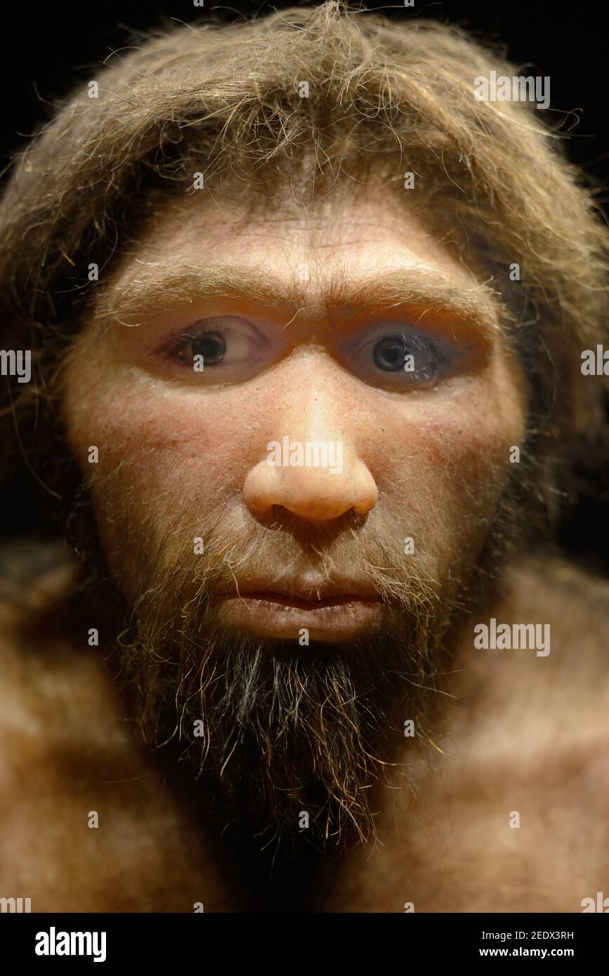 Rekonstruktion des Homo heidelbergensis, alias H. sapiens heidelbergensis, ausgestorbener Menschenarten aus dem mittleren Pleistozän oder der Chibanian Ära Stockfoto