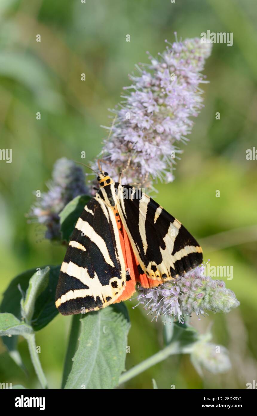 Jersey Tiger Moth, eine Tagesfliegende Motte, Euplagia quadripunctaria, auf Purple Flower of Hemp-agrimony oder Holy Rope, Eupatorium cannabinum Stockfoto