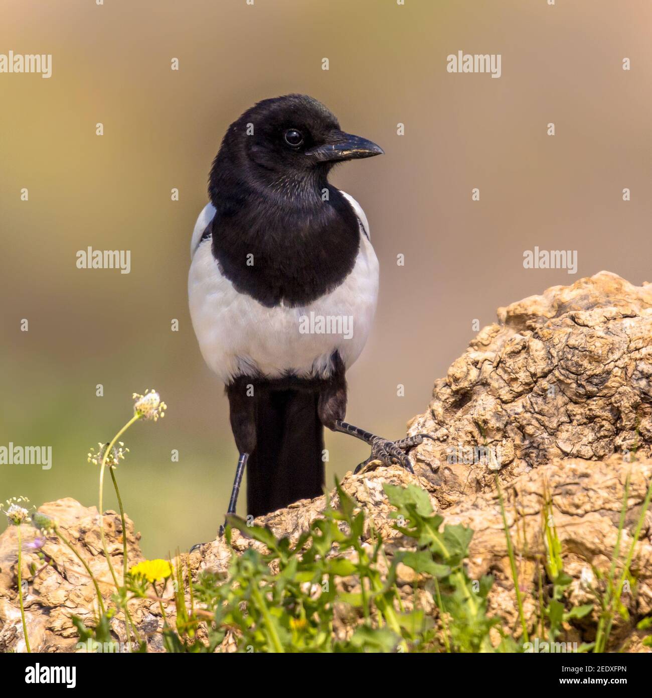 Eurasian Magpie (Pica pica) stand auf dem Log und sah die Kamera in den spanischen Pyrenäen, Vilagrassa, Katalonien, Spanien an. April. Stockfoto