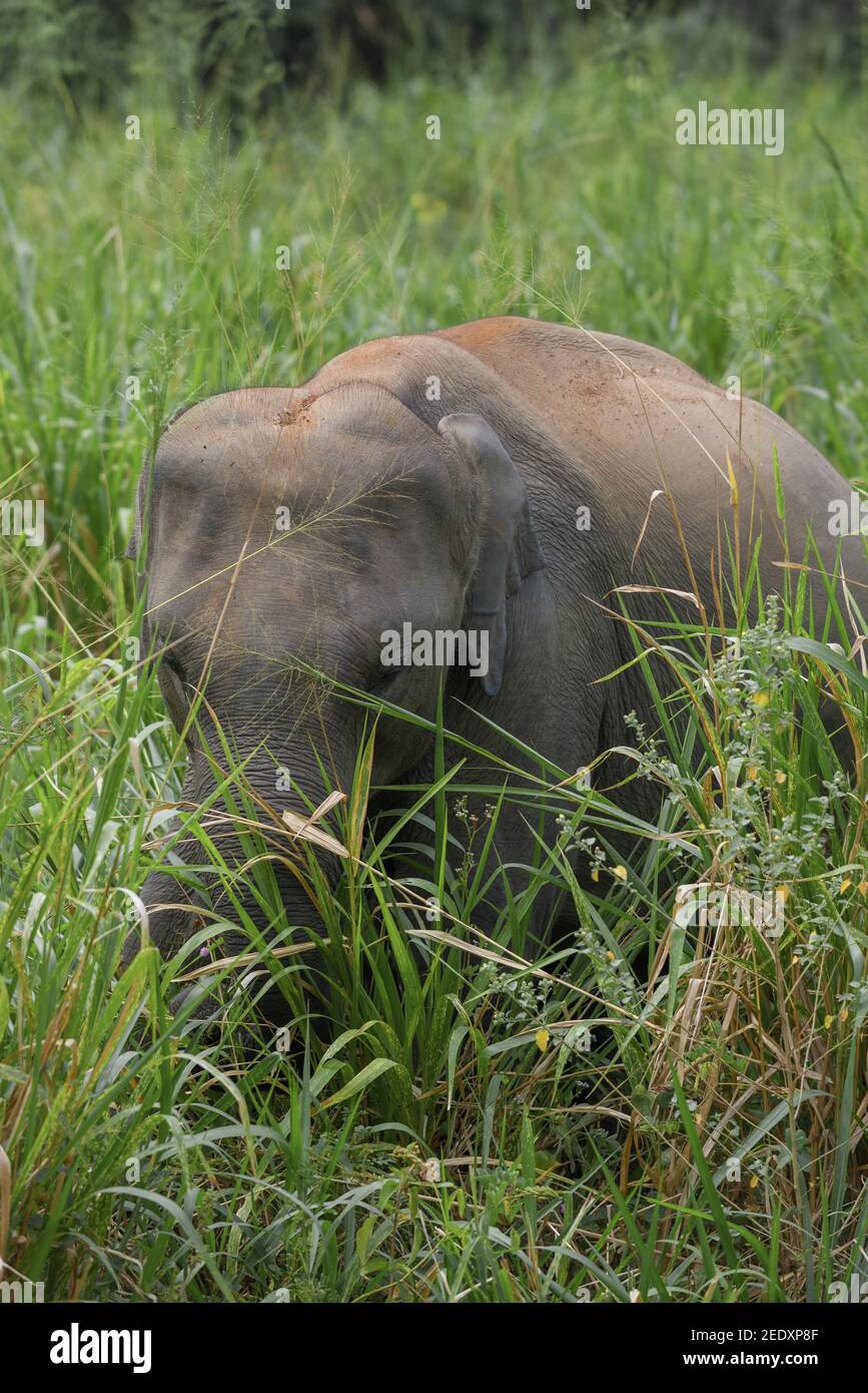 Ein junger Ceylon-Elefant (Elephas maximus maximus) nappt im dichten Gras. Umgebung von Habarana, Sri Lanka Stockfoto