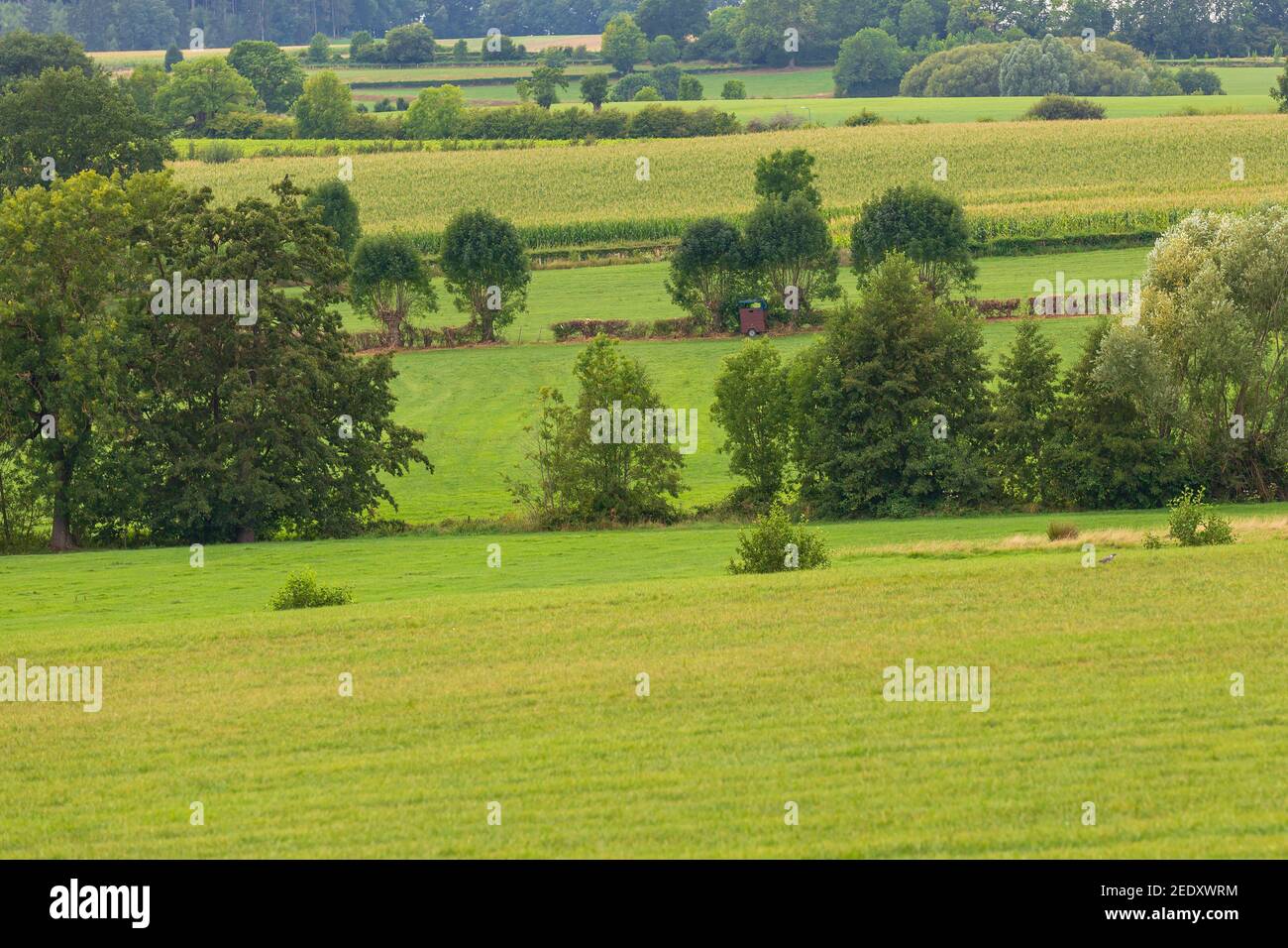 Best of Limburg Landschaft, schöne grüne Landschaft, Hügel, Felder und Wiese, Vegetation und Dorf Stockfoto