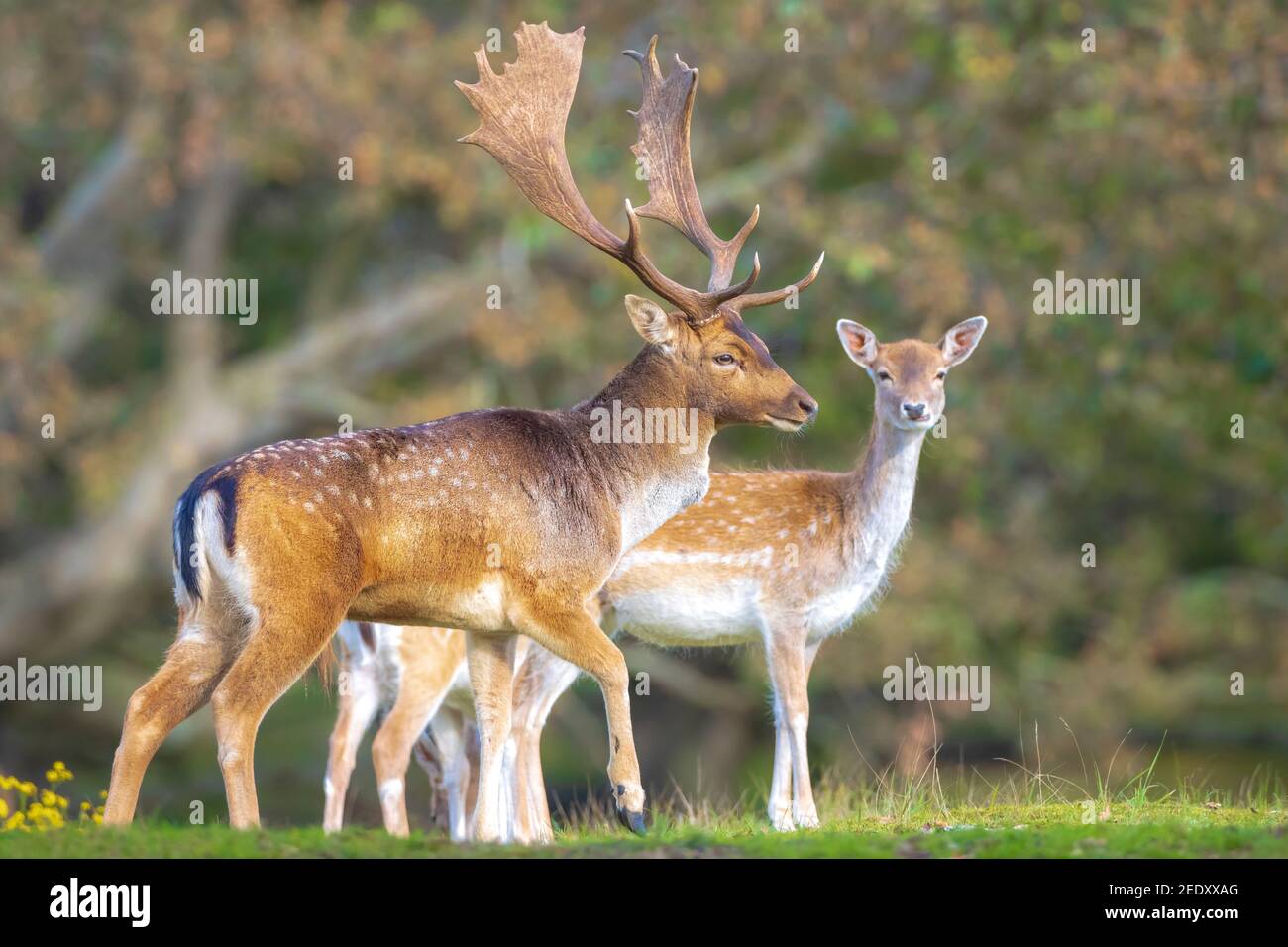 Damwild Dama Dama männliche Hirsche während der Brunftzeit. Das Herbstlicht und die Naturfarben sind auf dem Hintergrund deutlich sichtbar. Stockfoto