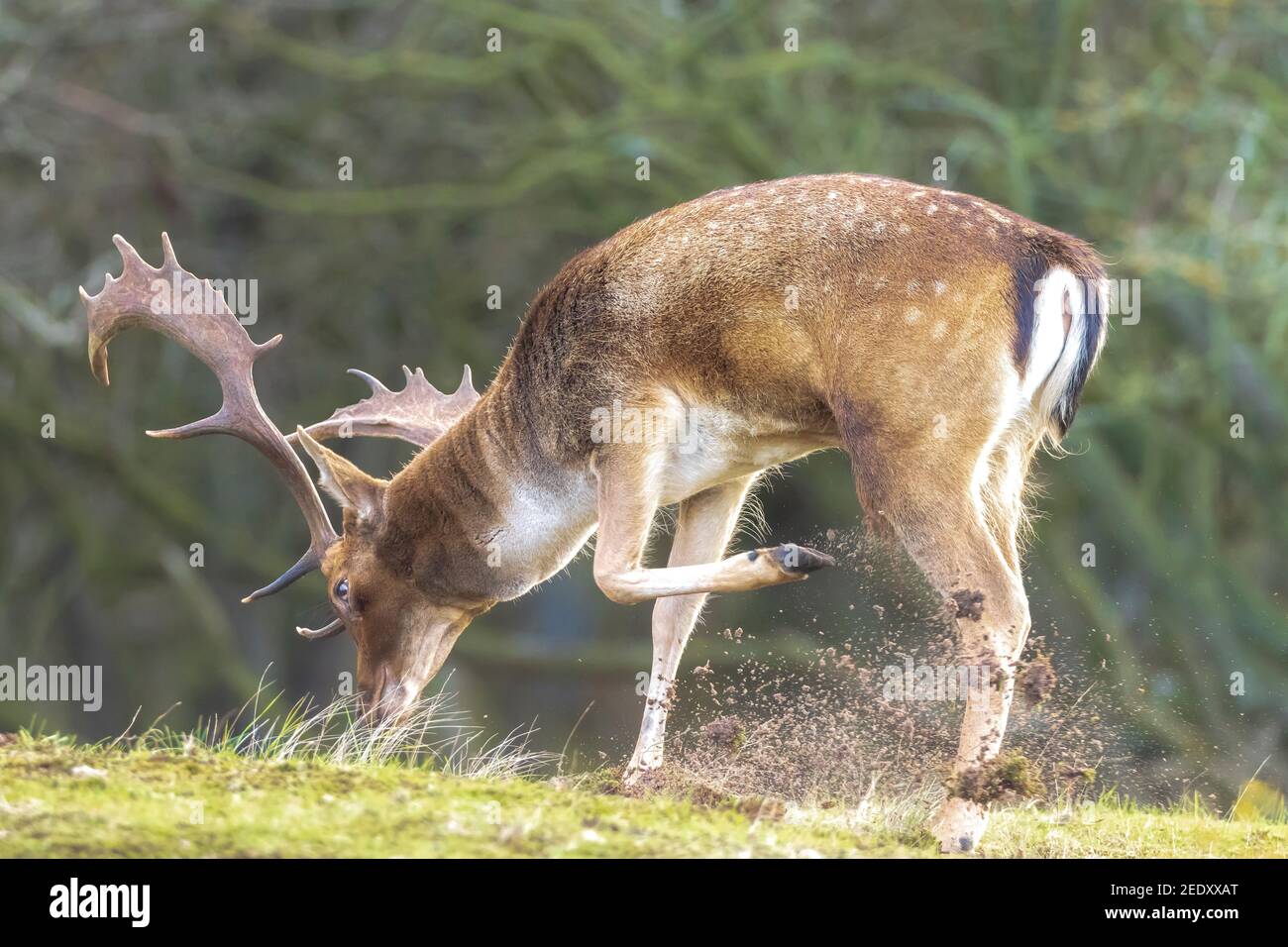 Damwild Dama Dama männliche Hirsche während der Brunftzeit. Das Herbstlicht und die Naturfarben sind auf dem Hintergrund deutlich sichtbar. Stockfoto