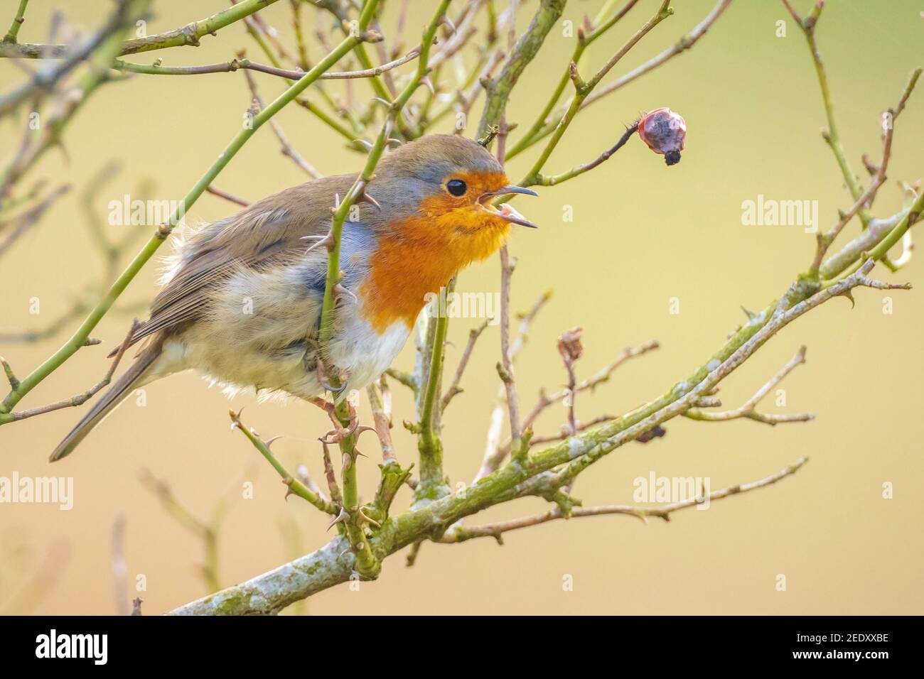 Europäischer Robin Erithacus rubecula singt in der Paarungszeit im Springreiten Sonnenlicht in Sonnenstrahlen. Stockfoto