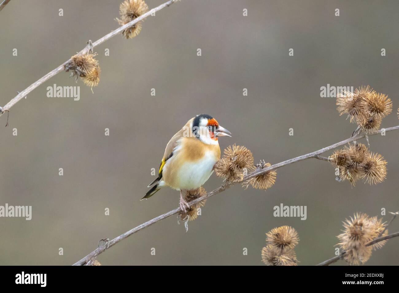 Europäischer Goldfinkenvogel, Carduelis carduelis, sitzt, essen und füttern Samen während der Wintersaison Stockfoto